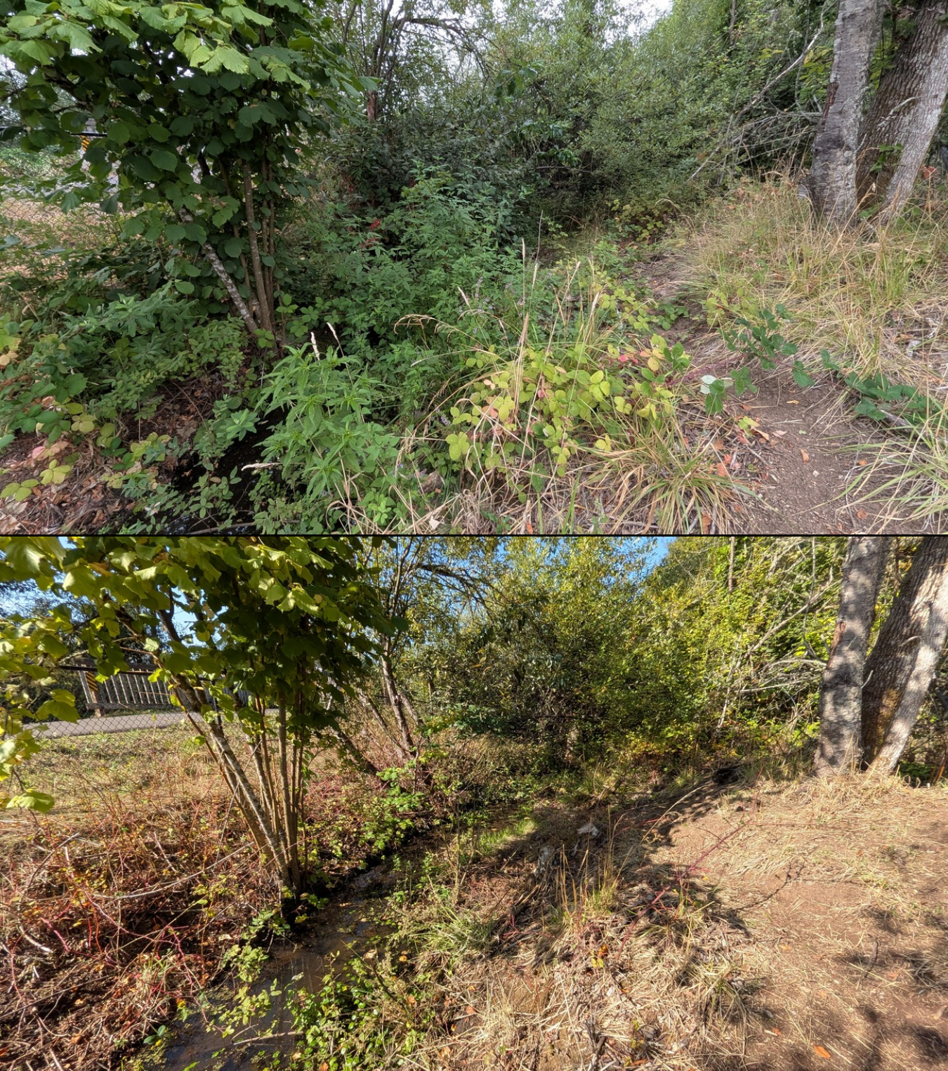 Before and after goat grazing in Lane County, Oregon, 08/16/26, photo 18