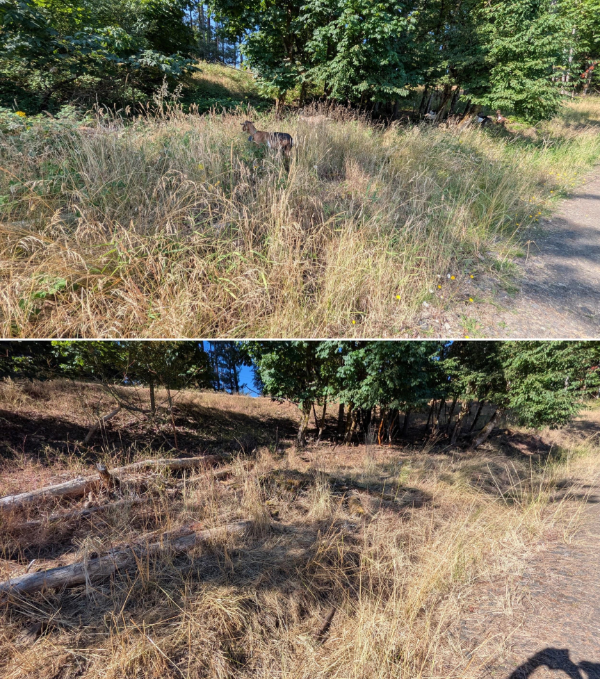 Goat grazing before and after in Springfield, Oregon, 07/14/26, photo 3