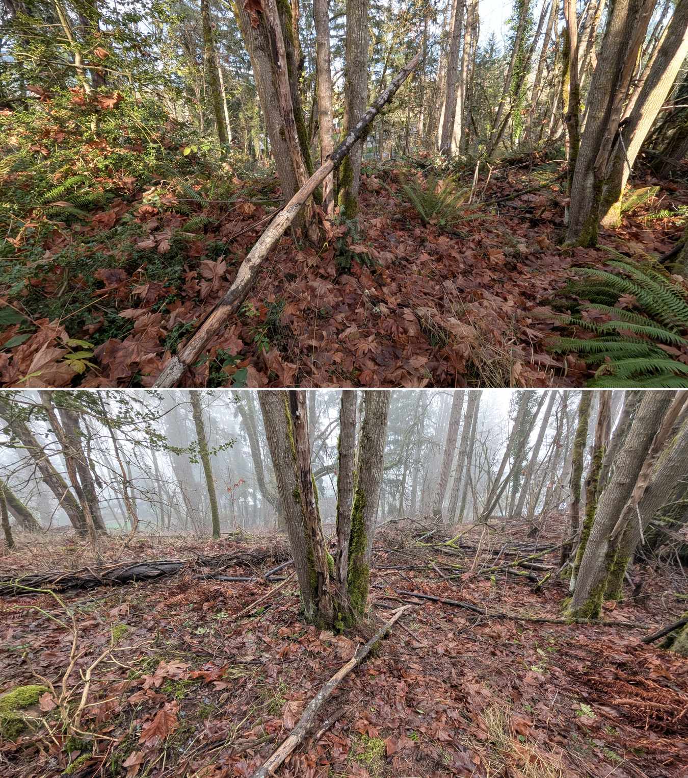 Goat grazing before and after in Springfield, Oregon, 12/01/25, photo 35