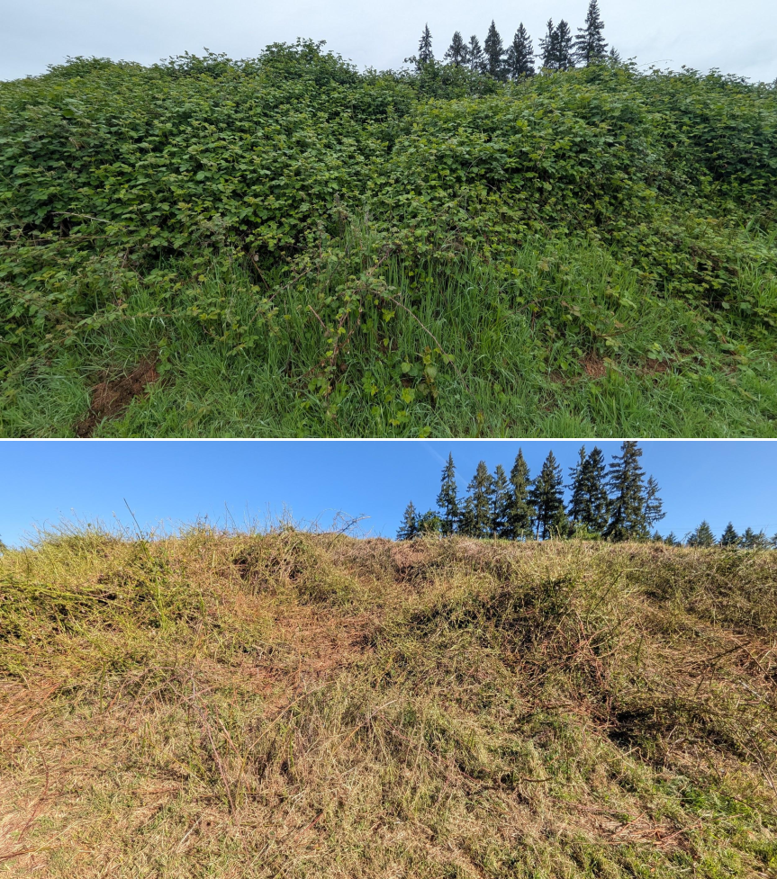 Before and after goat grazing in Lane County, Oregon, 04/23/26, photo 6