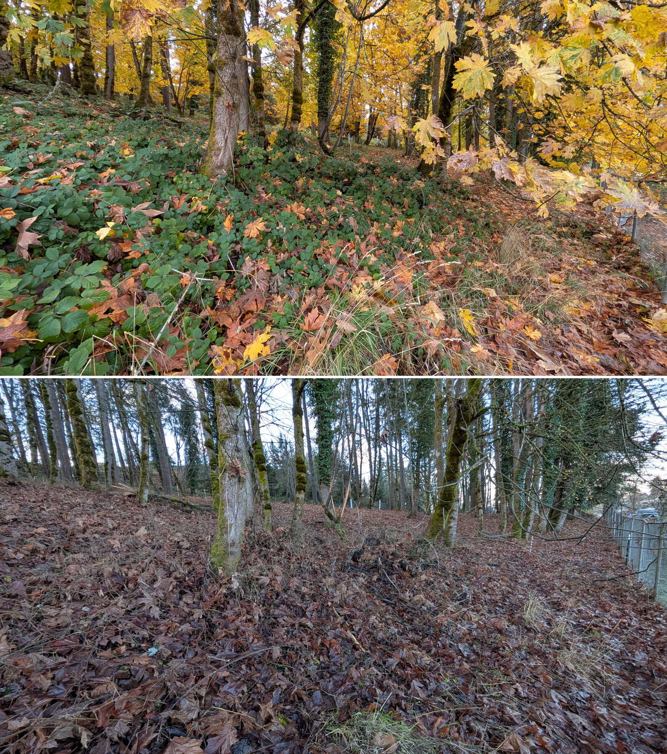 Goat grazing before and after in Springfield, Oregon, 11/01/25, photo 17