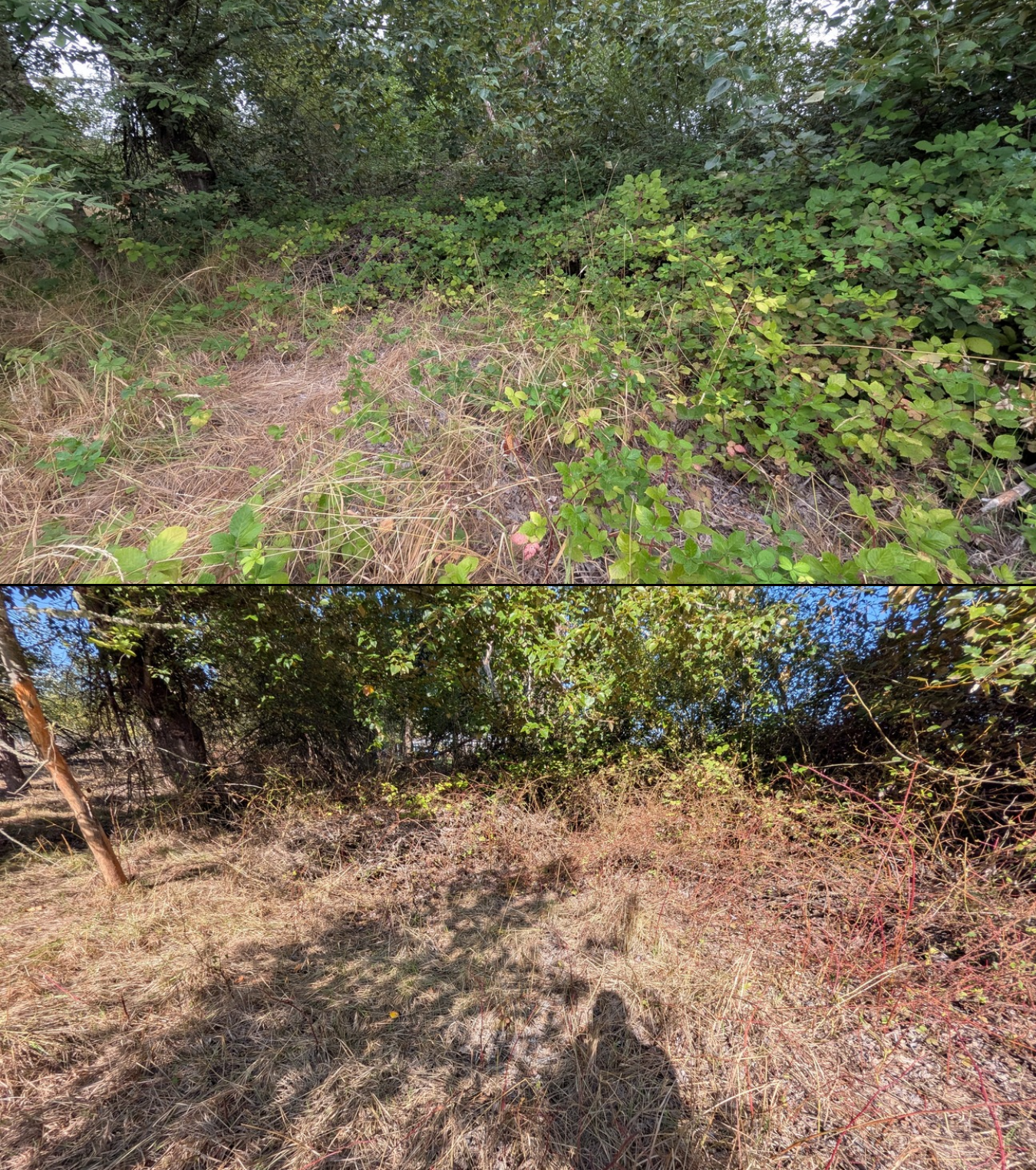 Before and after goat grazing in Lane County, Oregon, 08/16/26, photo 14