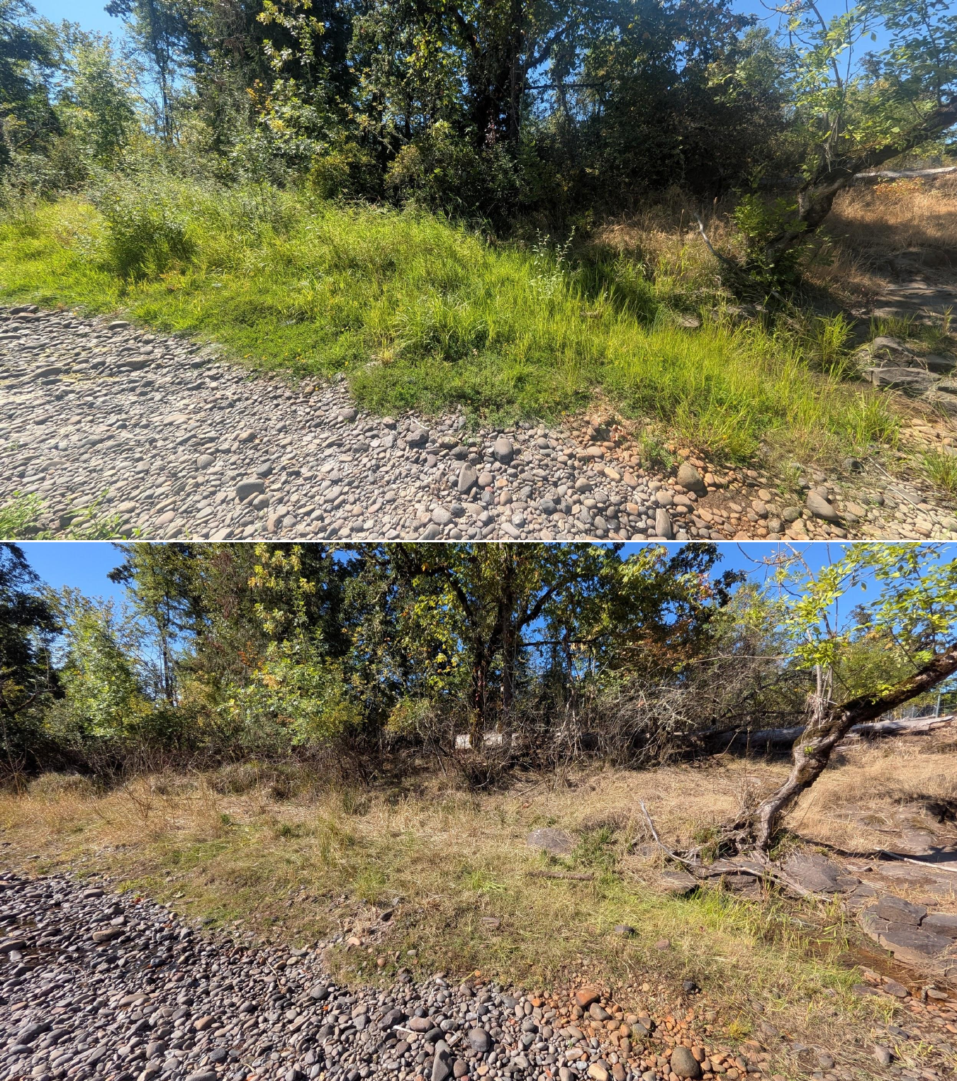 Before and after goat grazing in Lane County, Oregon, 08/27/26, photo 8