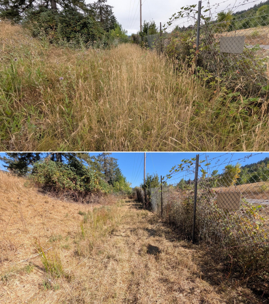 Goat grazing before and after in Springfield, Oregon, 07/21/26, photo 23