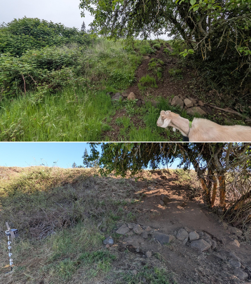 Goat grazing before and after in Springfield, Oregon, 04/23/26, photo 3