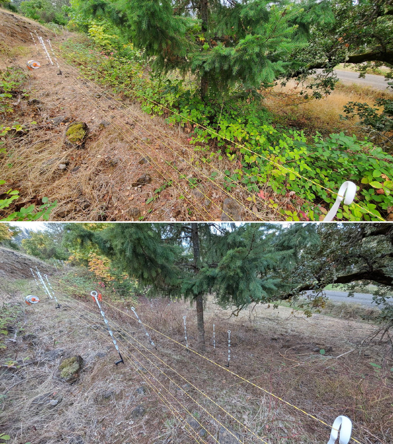 Before and after goat grazing in Lane County, Oregon, 10/02/25, photo 8