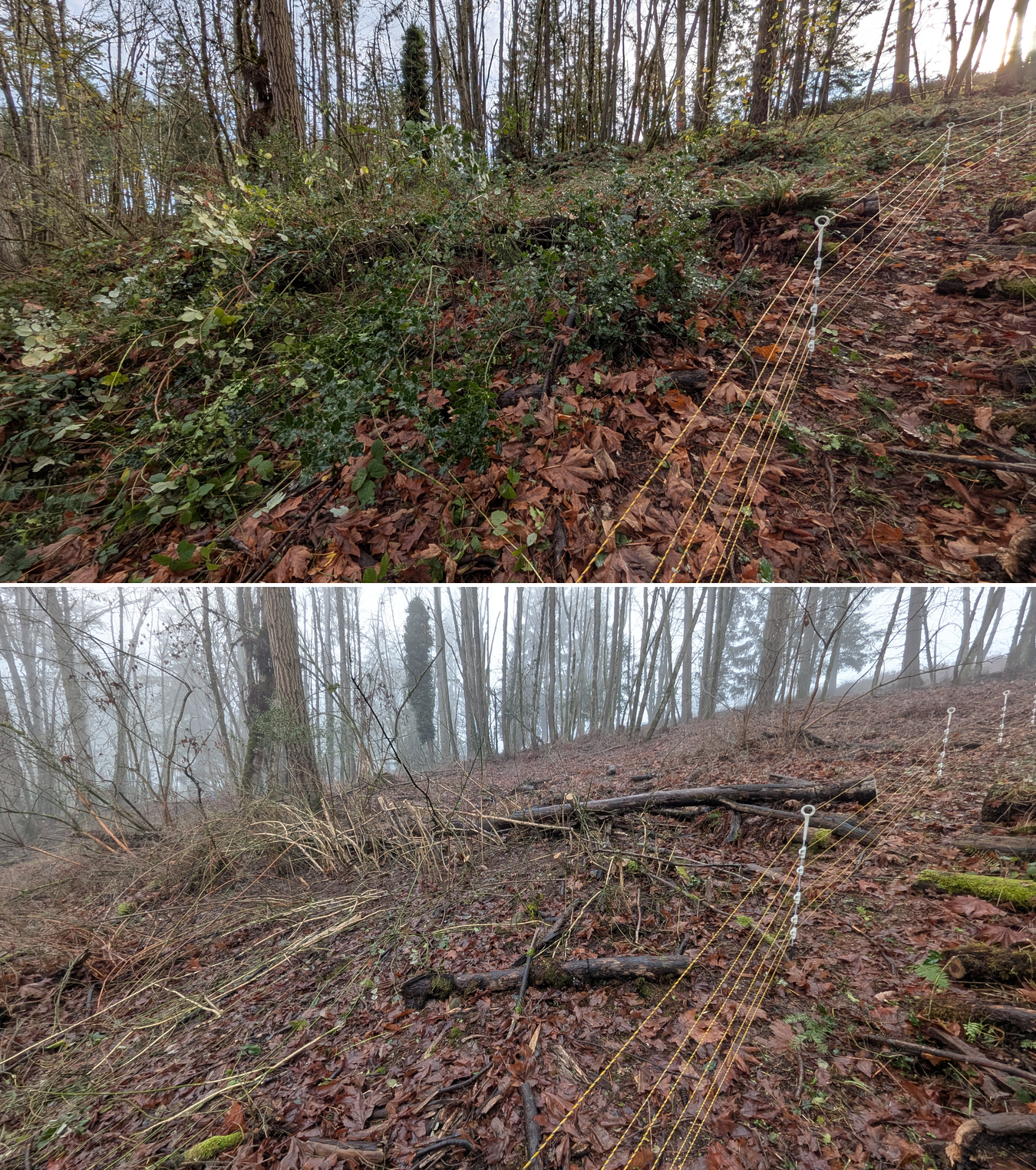 Goat grazing before and after in Springfield, Oregon, 12/01/25, photo 21