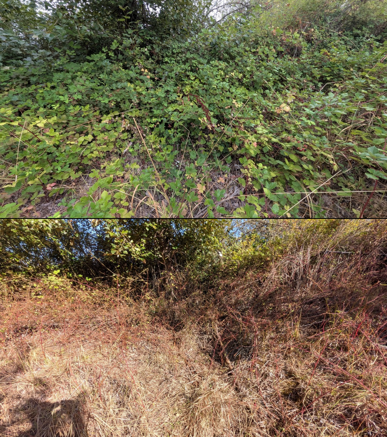 Goat grazing before and after in Springfield, Oregon, 08/16/26, photo 13