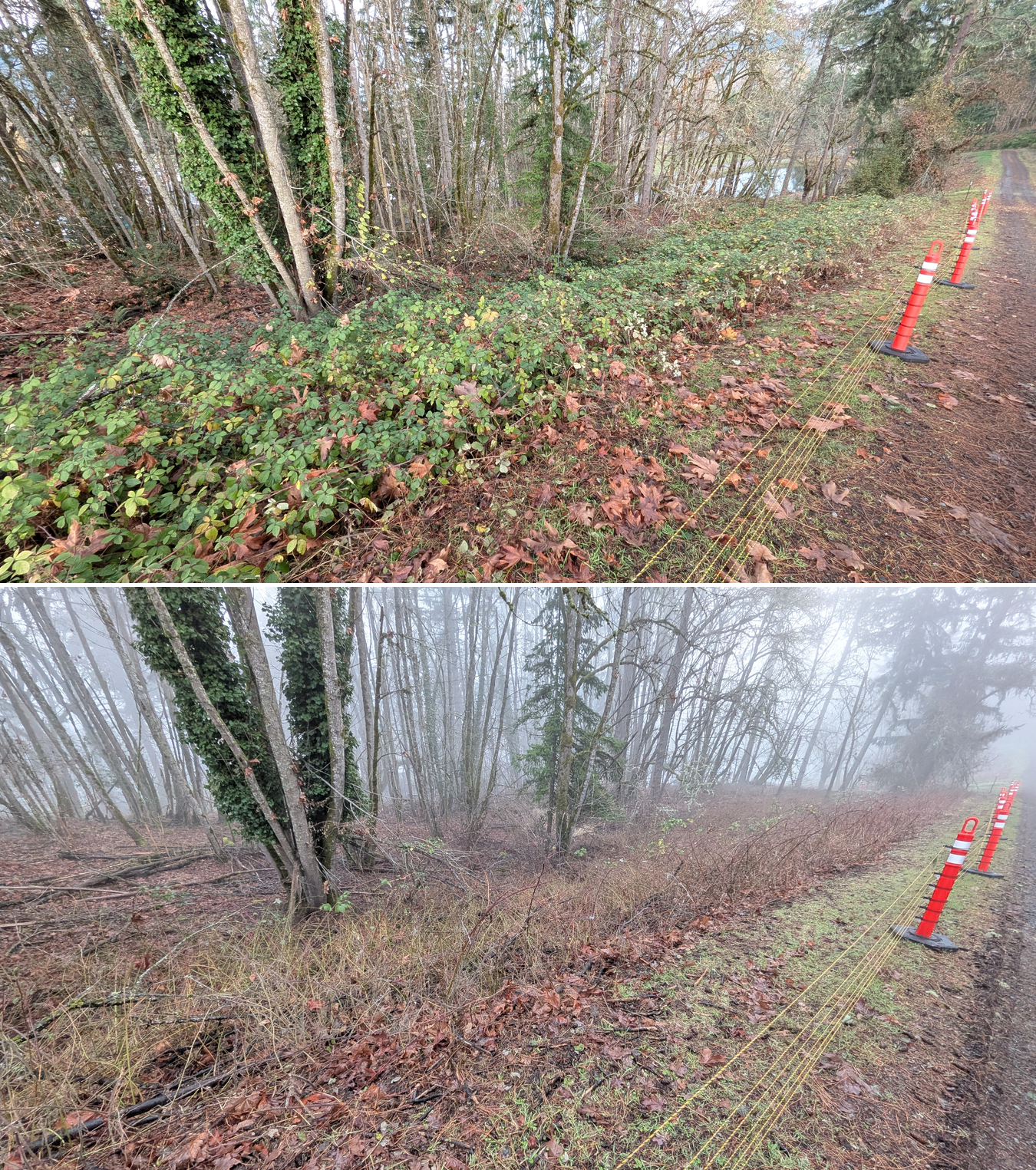 Goat grazing before and after in Springfield, Oregon, 12/01/25, photo 3