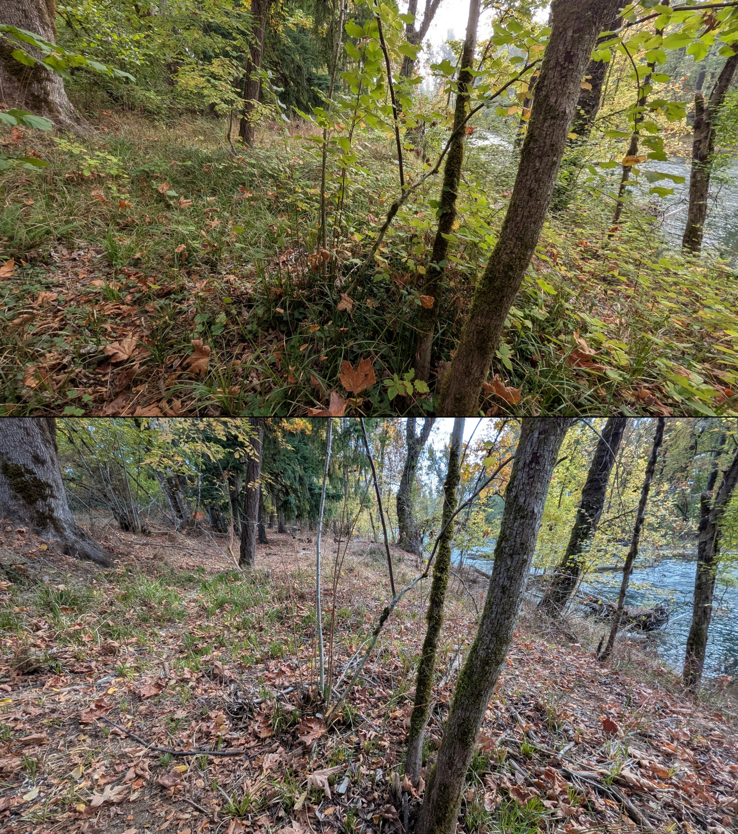 Before and after goat grazing in Lane County, Oregon, 08/27/26, photo 104