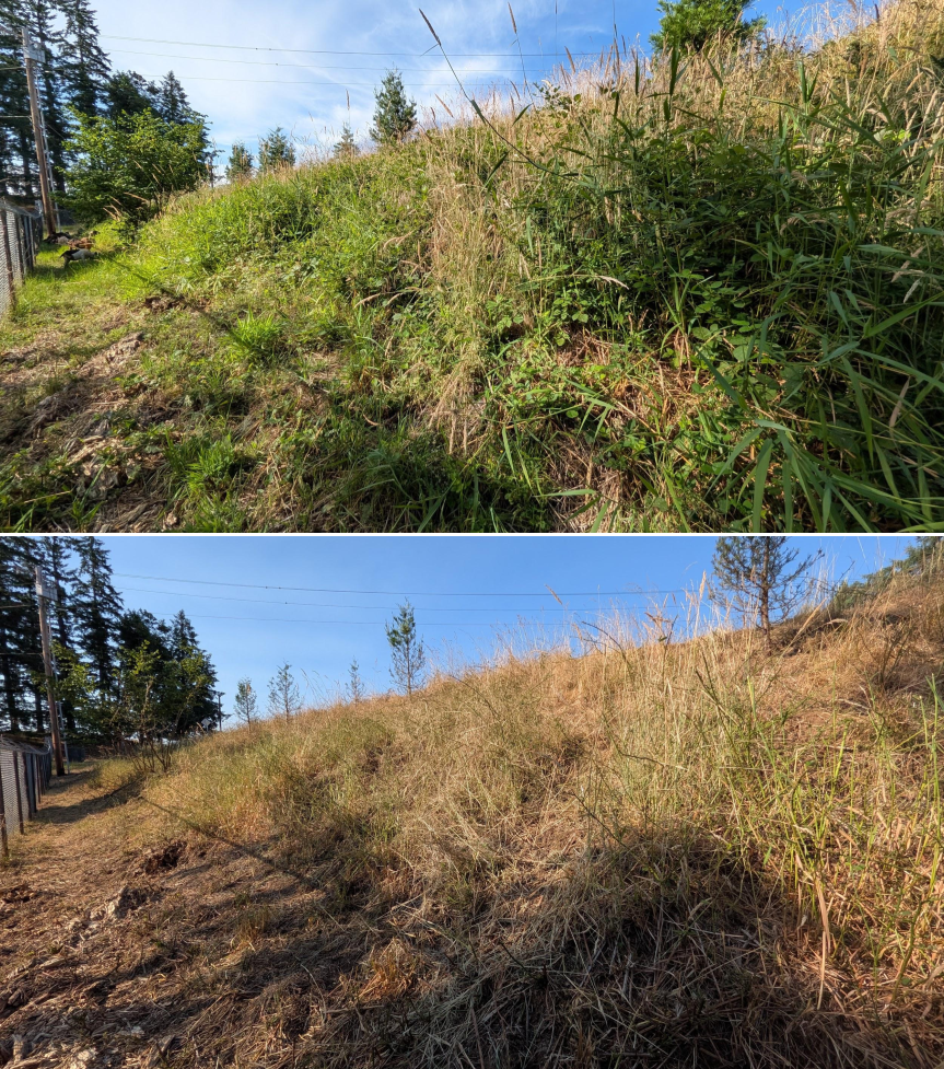 Goat grazing before and after in Springfield, Oregon, 07/06/26, photo 7