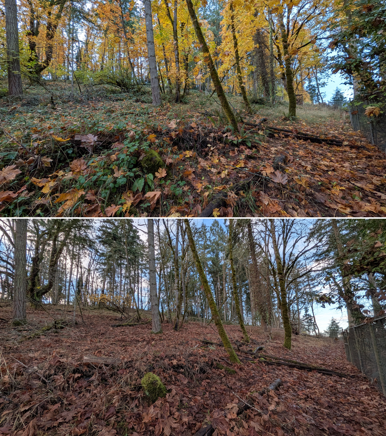 Goat grazing before and after in Springfield, Oregon, 11/01/25, photo 3