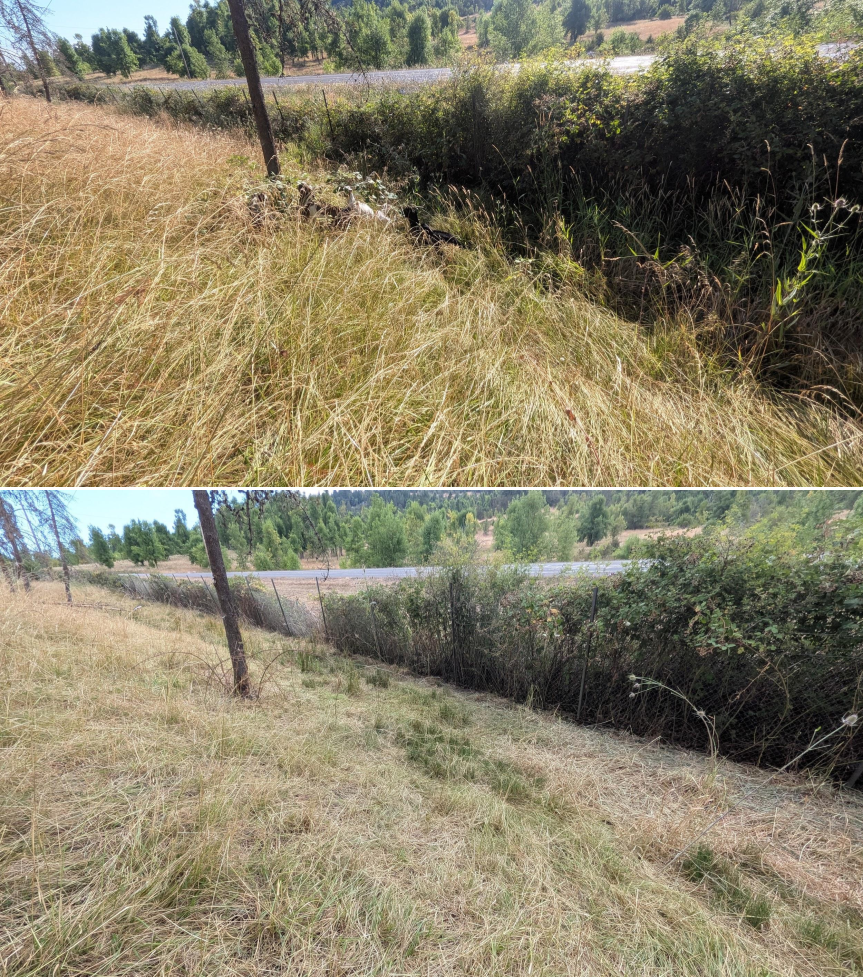 Goat grazing before and after in Springfield, Oregon, 07/21/26, photo 11