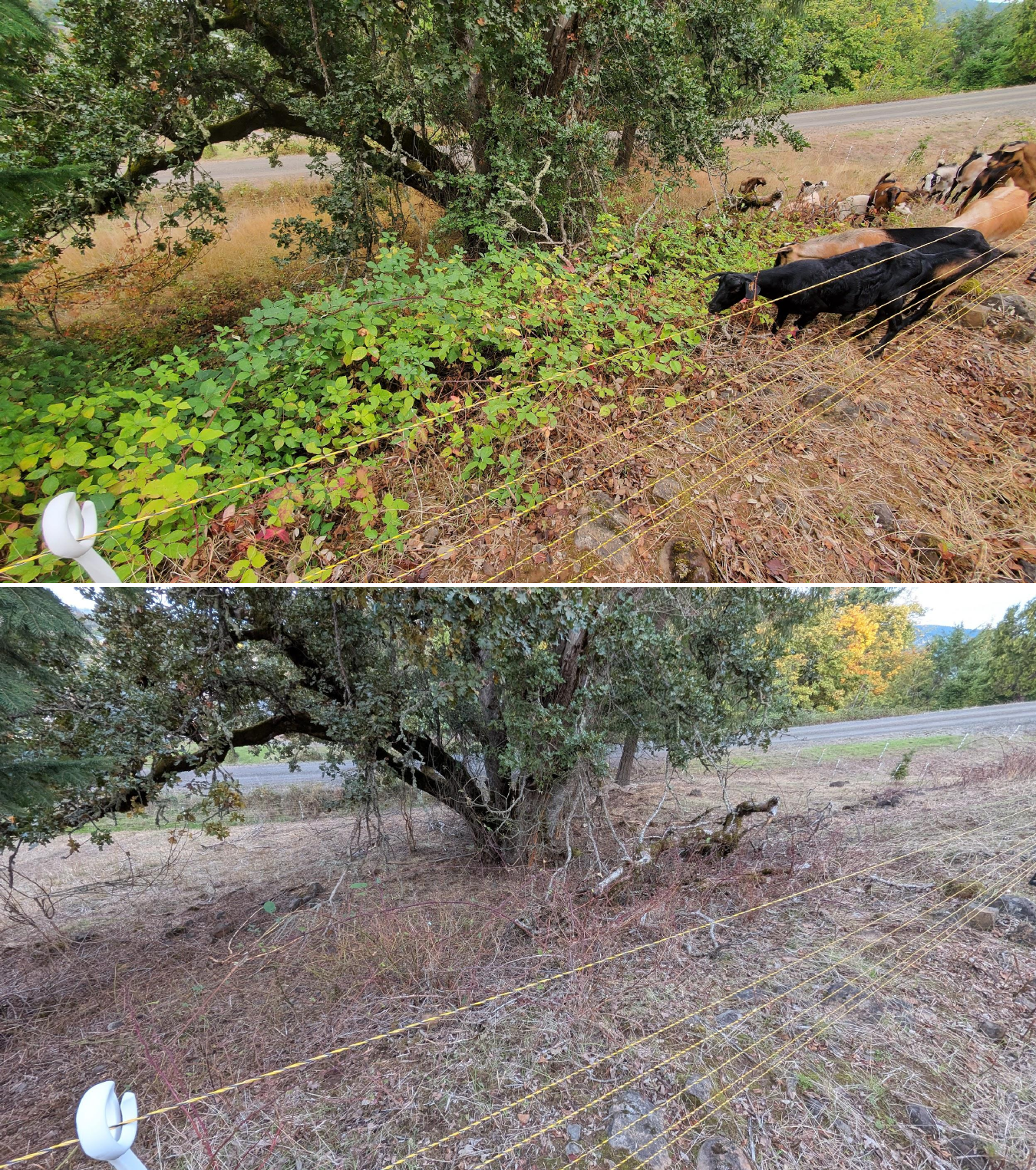 Goat grazing before and after in Springfield, Oregon, 10/02/25, photo 9