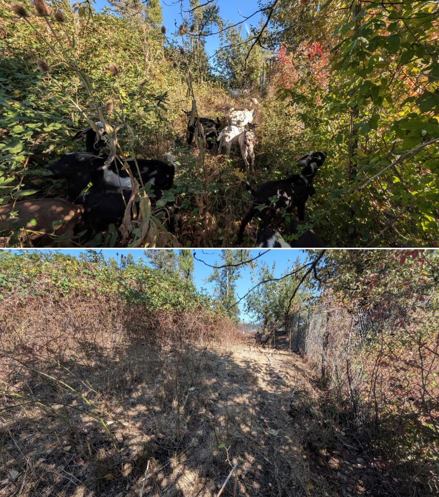 Before and after goat grazing in Lane County, Oregon, 08/11/26, photo 2