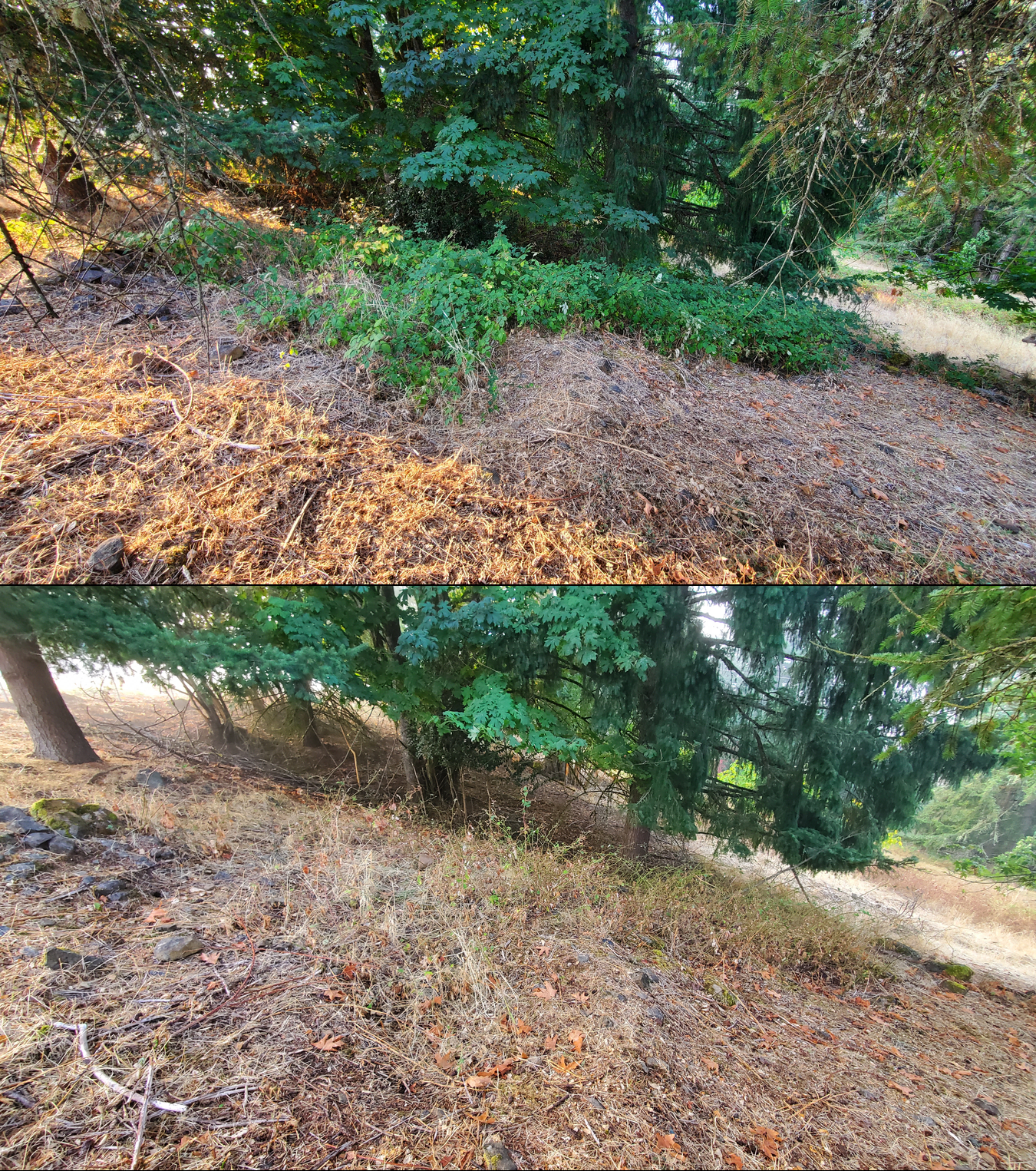 Goat grazing before and after in Springfield, Oregon, 09/08/25, photo 9