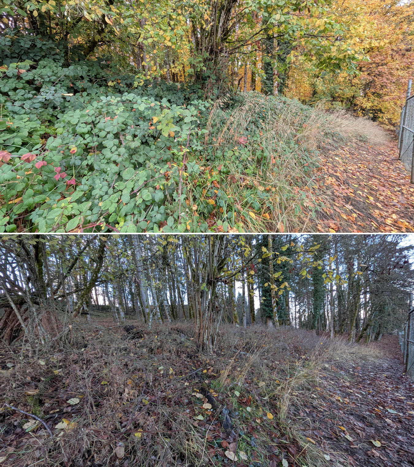 Before and after goat grazing in Lane County, Oregon, 11/01/25, photo 14