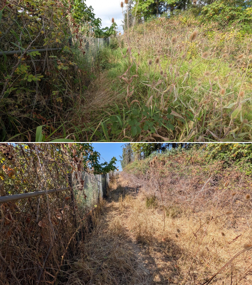 Before and after goat grazing in Lane County, Oregon, 08/11/26, photo 6