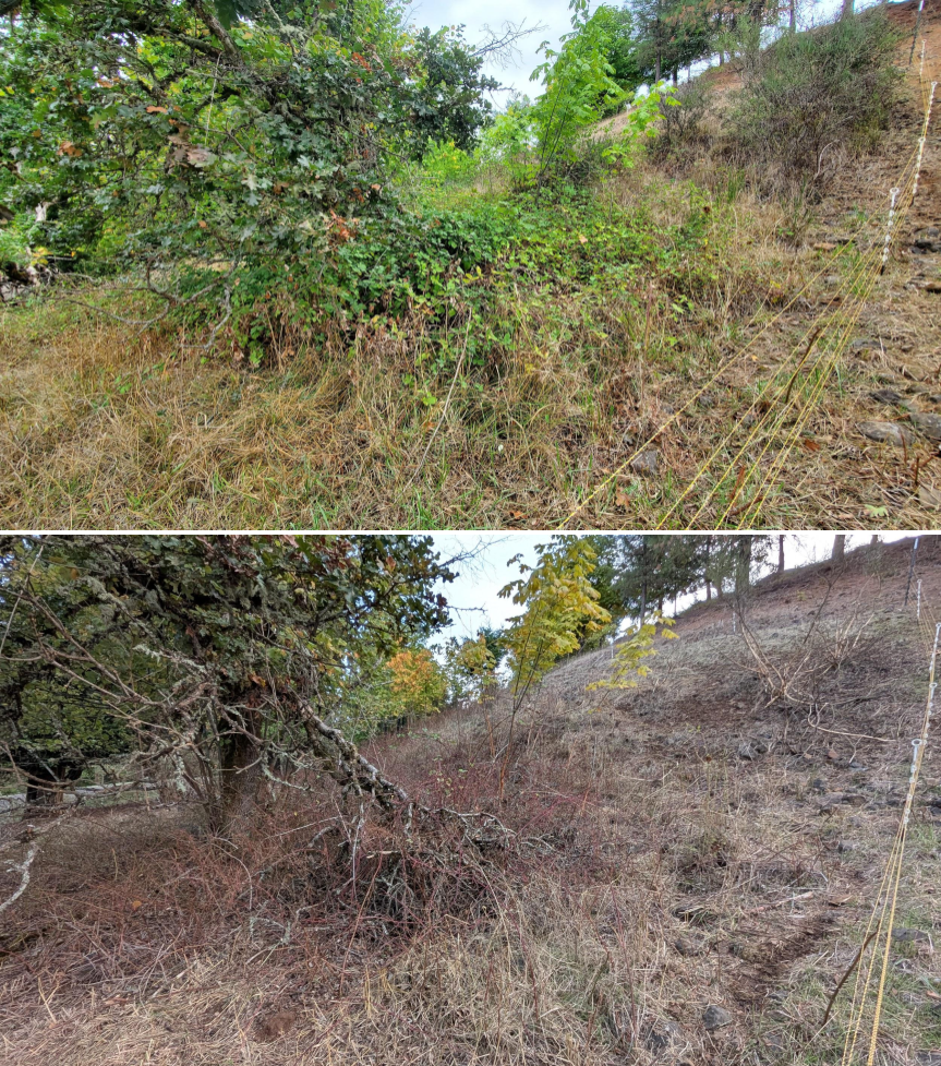 Comparison of a hillside with dense green shrubs and grasses in the top photo, and a similar hillside with sparse, dry vegetation and fallen branches in the bottom photo.