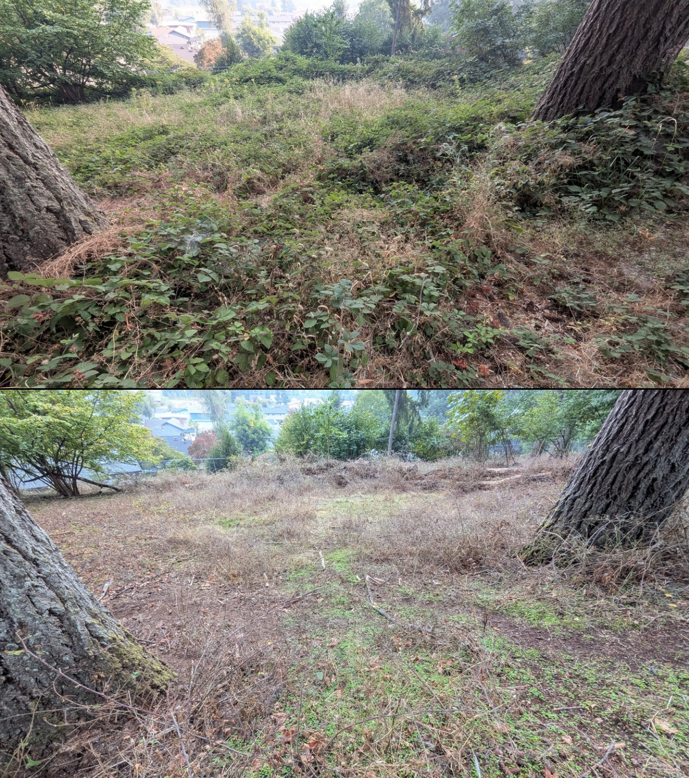 Before and after goat grazing in Lane County, Oregon, 08/05/26, photo 6