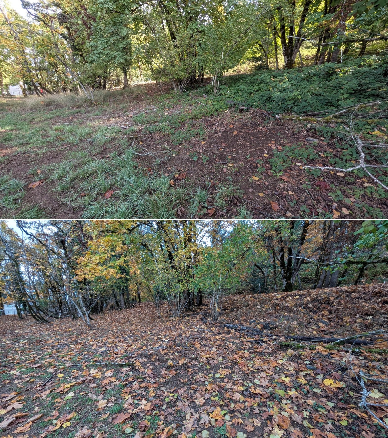 Goat grazing before and after in Springfield, Oregon, 10/16/25, photo 23