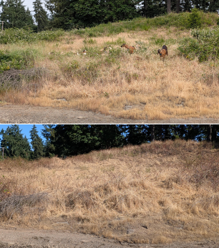 Goat grazing before and after in Springfield, Oregon, 06/05/26, photo 5