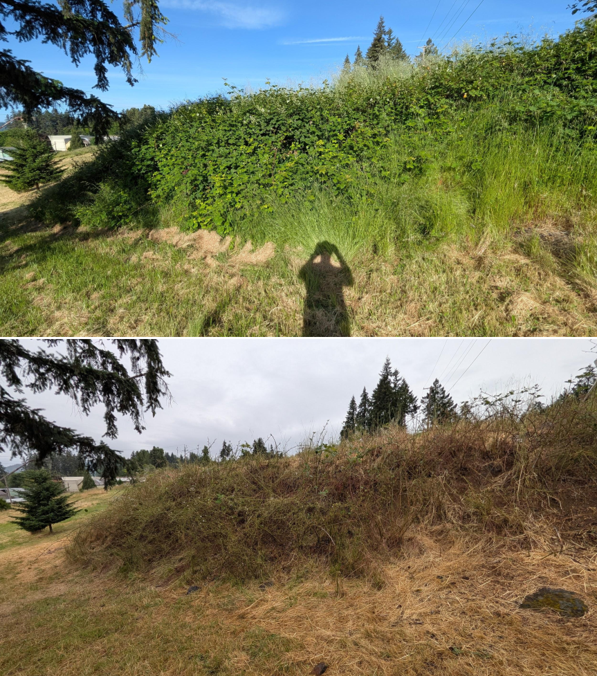 Before and after goat grazing in Lane County, Oregon, 05/18/26, photo 8
