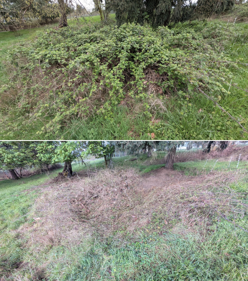 Before and after goat grazing in Lane County, Oregon, 03/30/26, photo 18