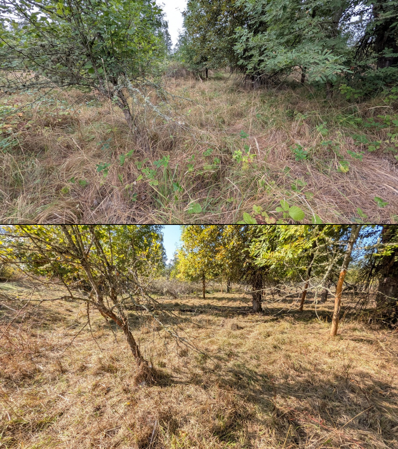 Goat grazing before and after in Springfield, Oregon, 08/16/26, photo 15