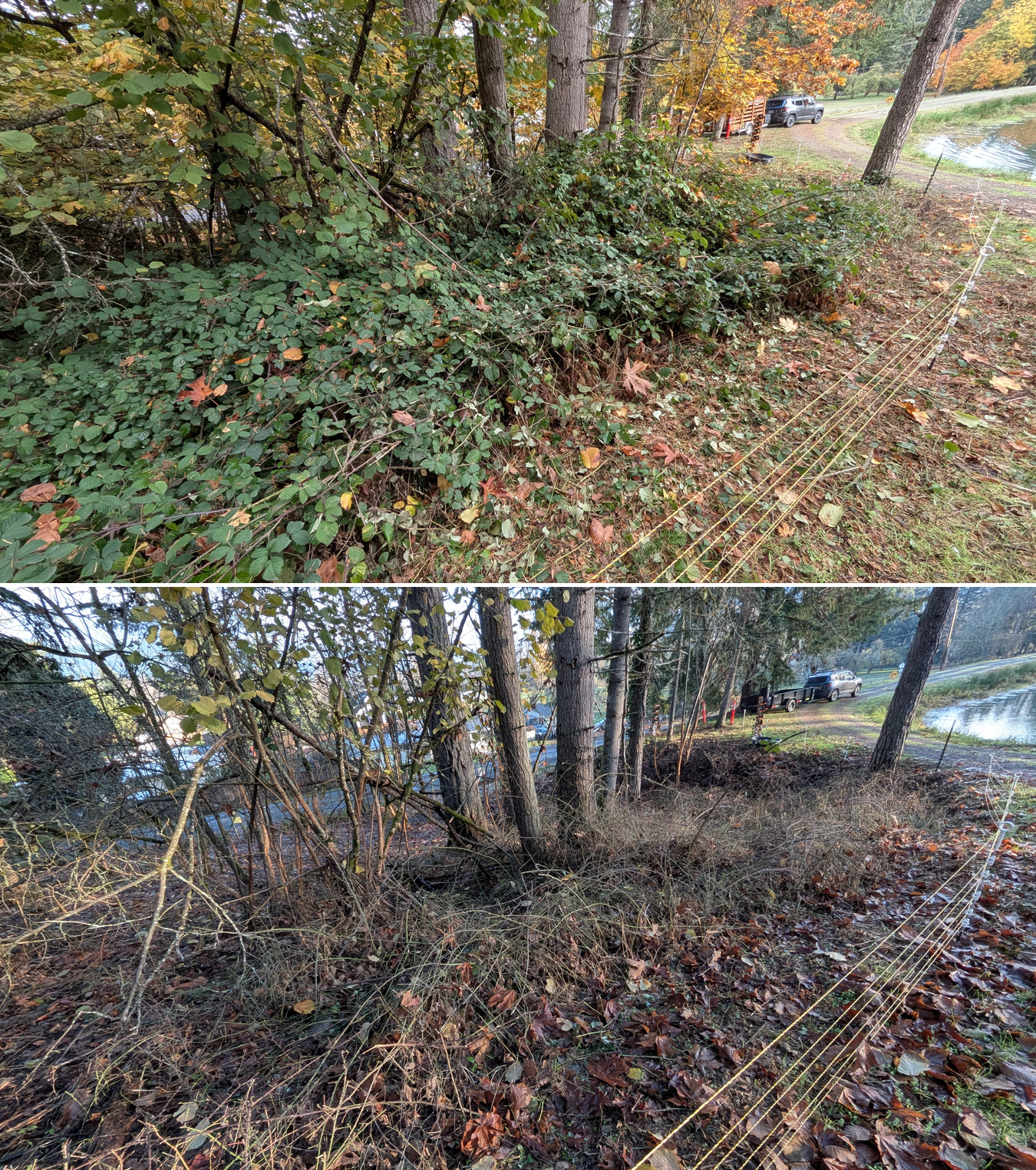 Before and after goat grazing in Lane County, Oregon, 11/01/25, photo 38