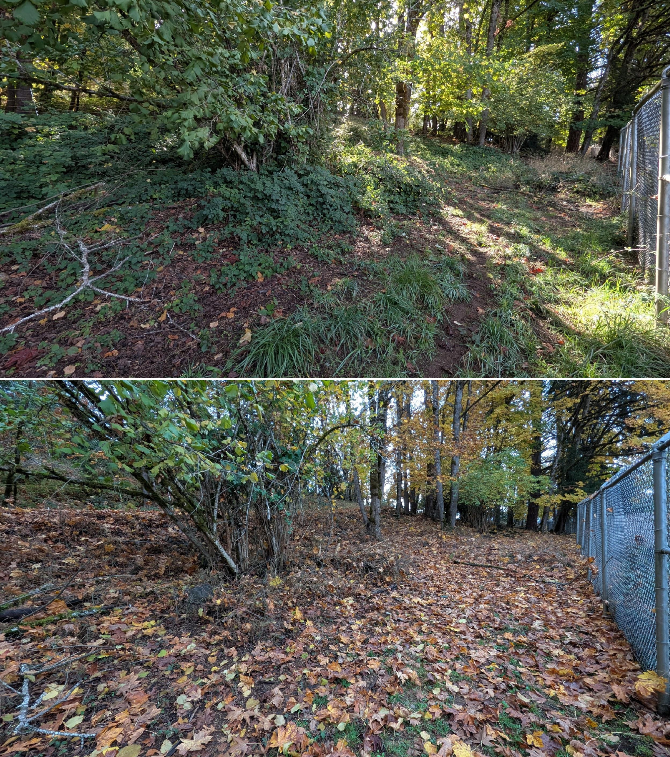 Before and after goat grazing in Lane County, Oregon, 10/16/25, photo 22