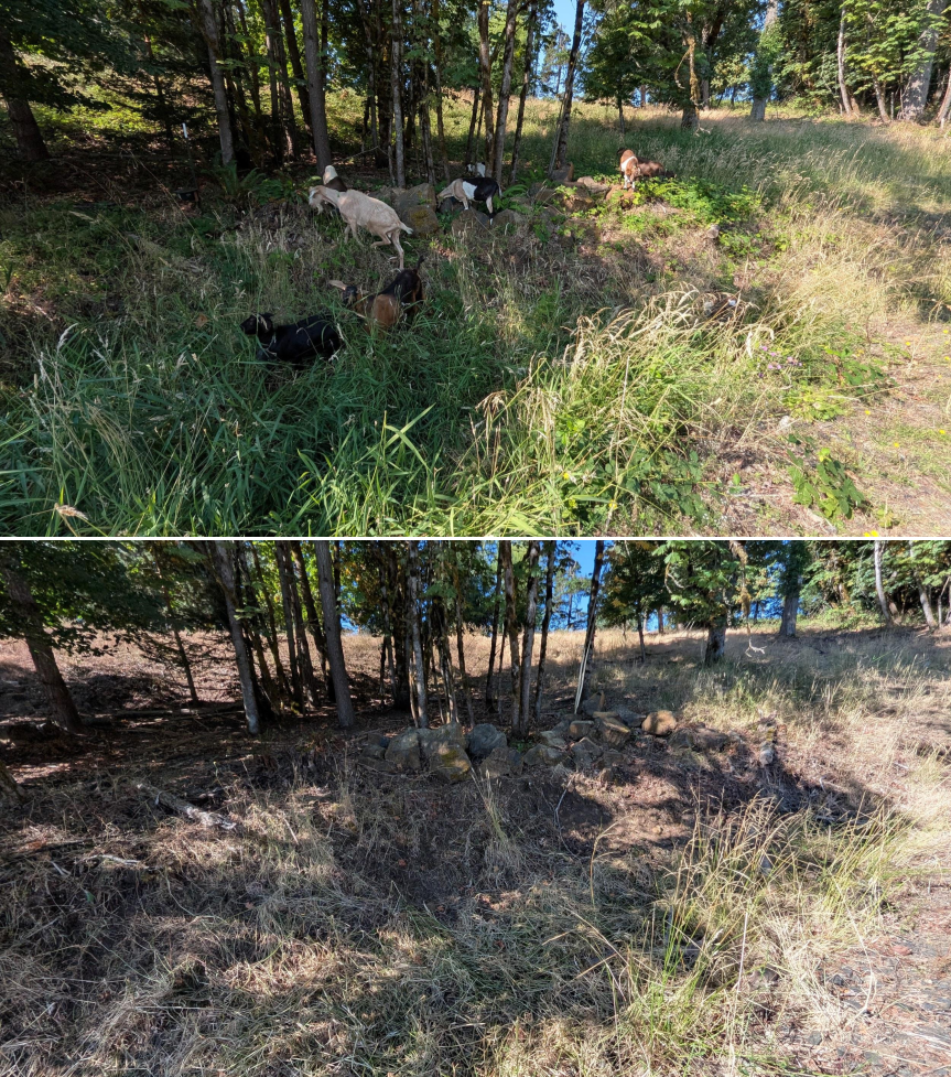 Before and after goat grazing in Lane County, Oregon, 07/14/26, photo 2