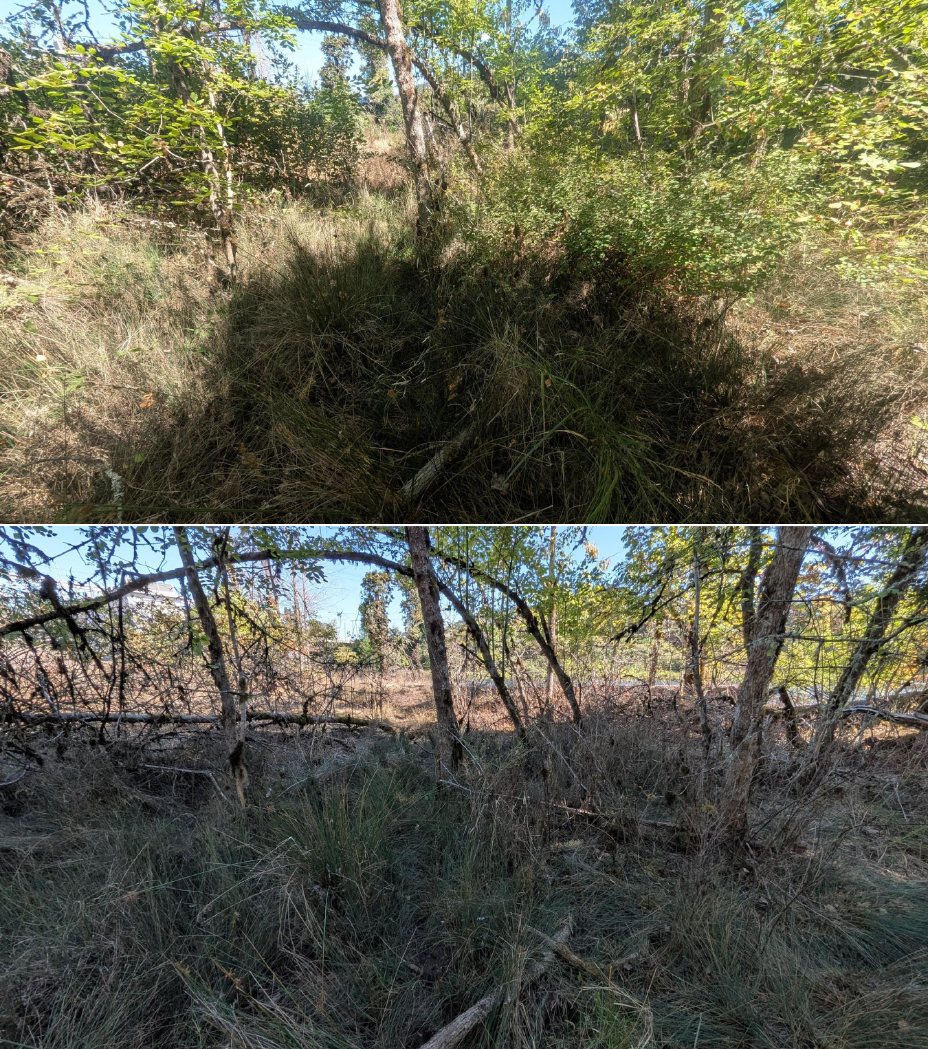 Goat grazing before and after in Springfield, Oregon, 08/27/26, photo 15