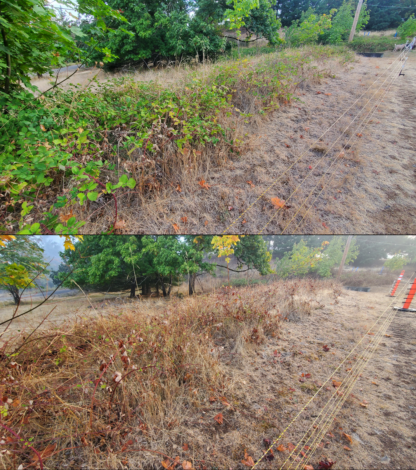 Before and after goat grazing in Lane County, Oregon, 09/08/25, photo 2