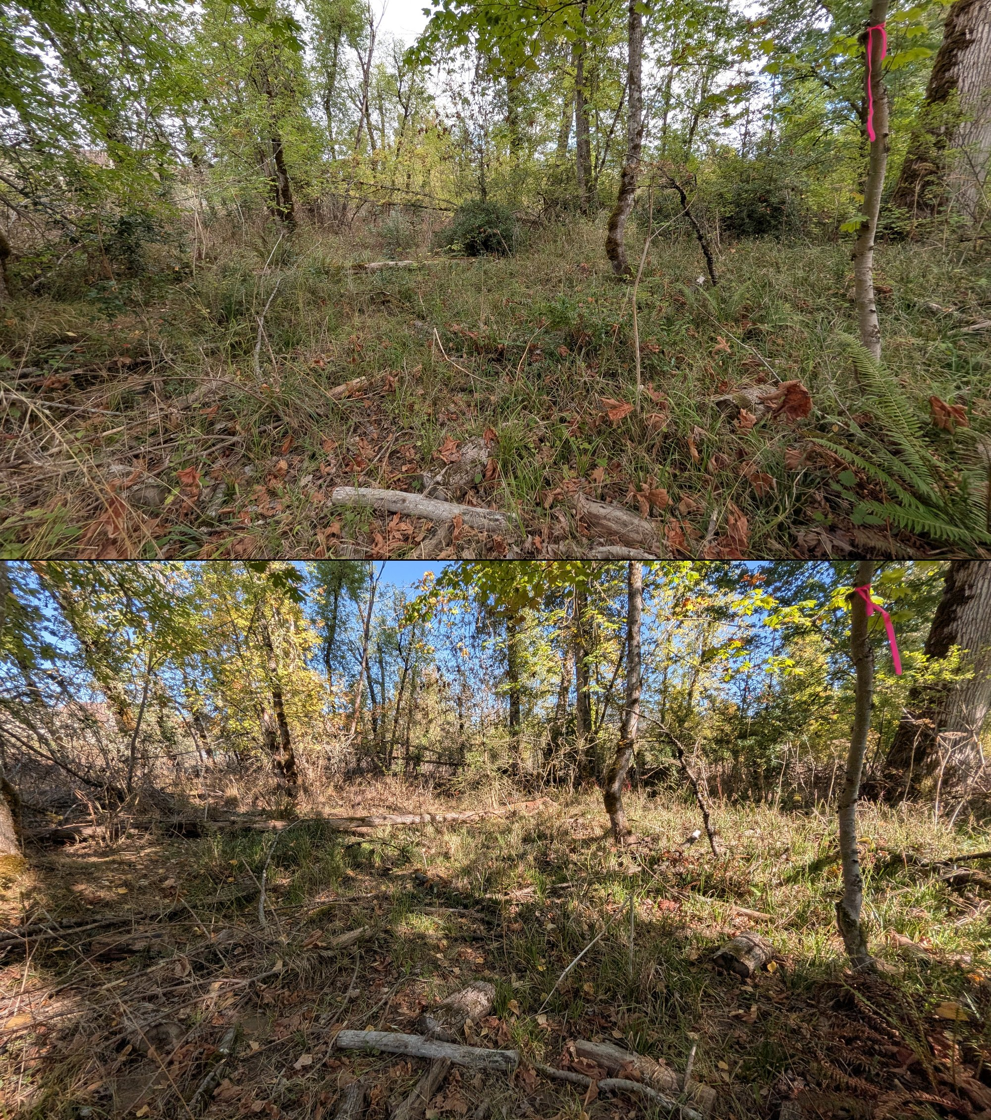 Goat grazing before and after in Springfield, Oregon, 08/27/26, photo 53