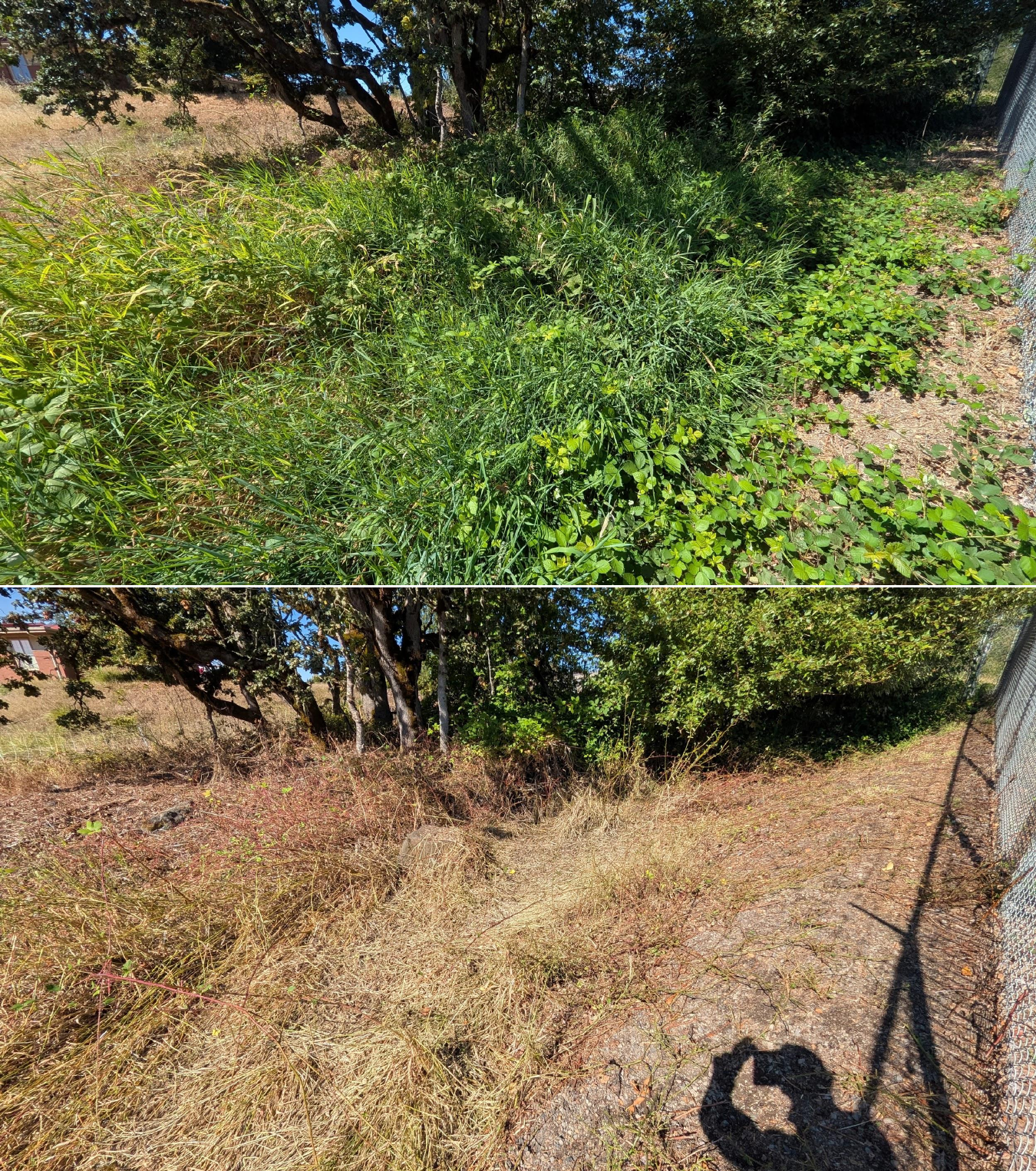 Goat grazing before and after in Springfield, Oregon, 08/27/26, photo 1
