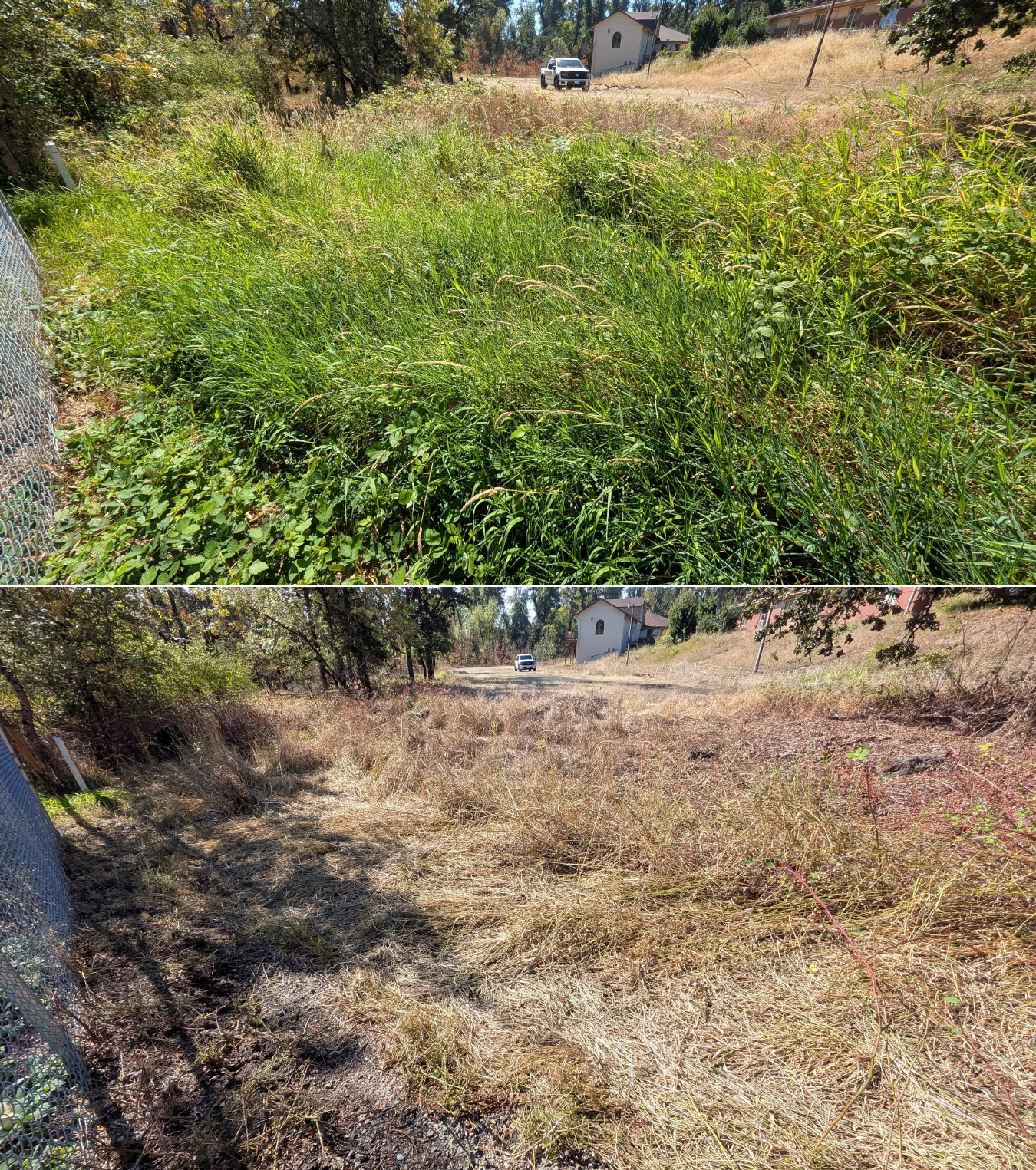 Before and after goat grazing in Lane County, Oregon, 08/27/26, photo 2