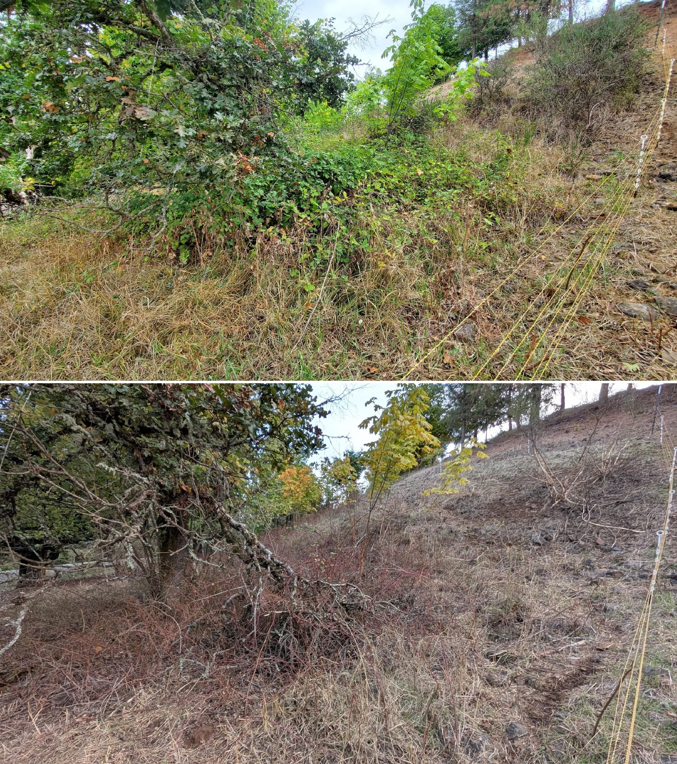 Goat grazing before and after in Springfield, Oregon, 10/02/25, photo 1