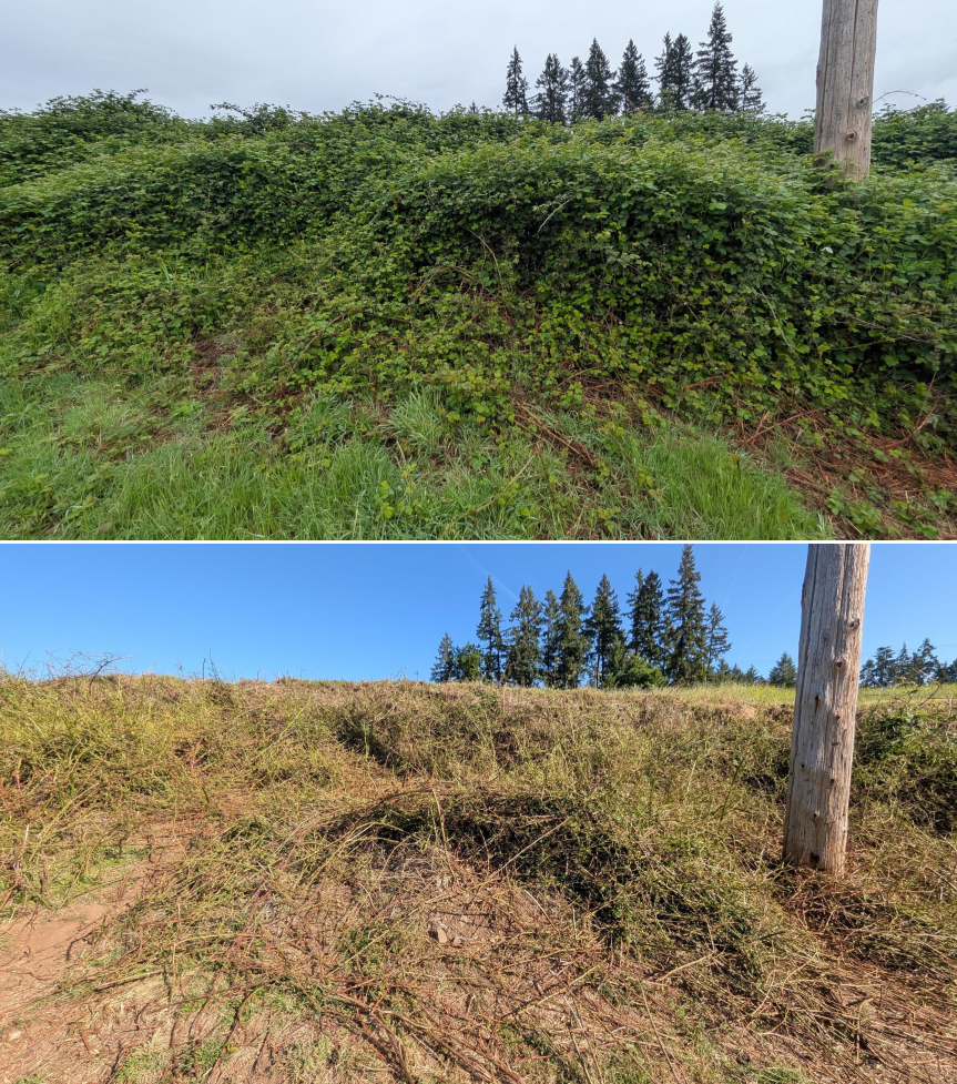 Goat grazing before and after in Springfield, Oregon, 04/23/26, photo 5