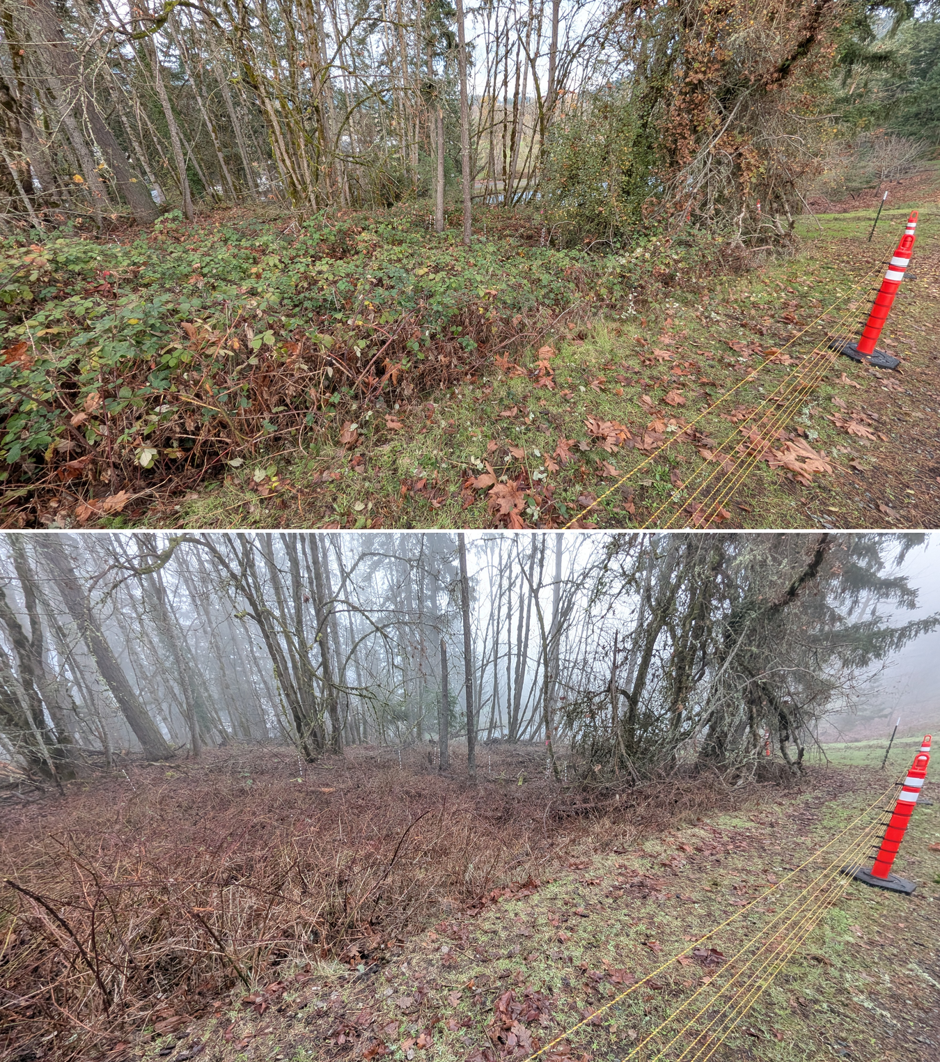 Goat grazing before and after in Springfield, Oregon, 12/01/25, photo 5