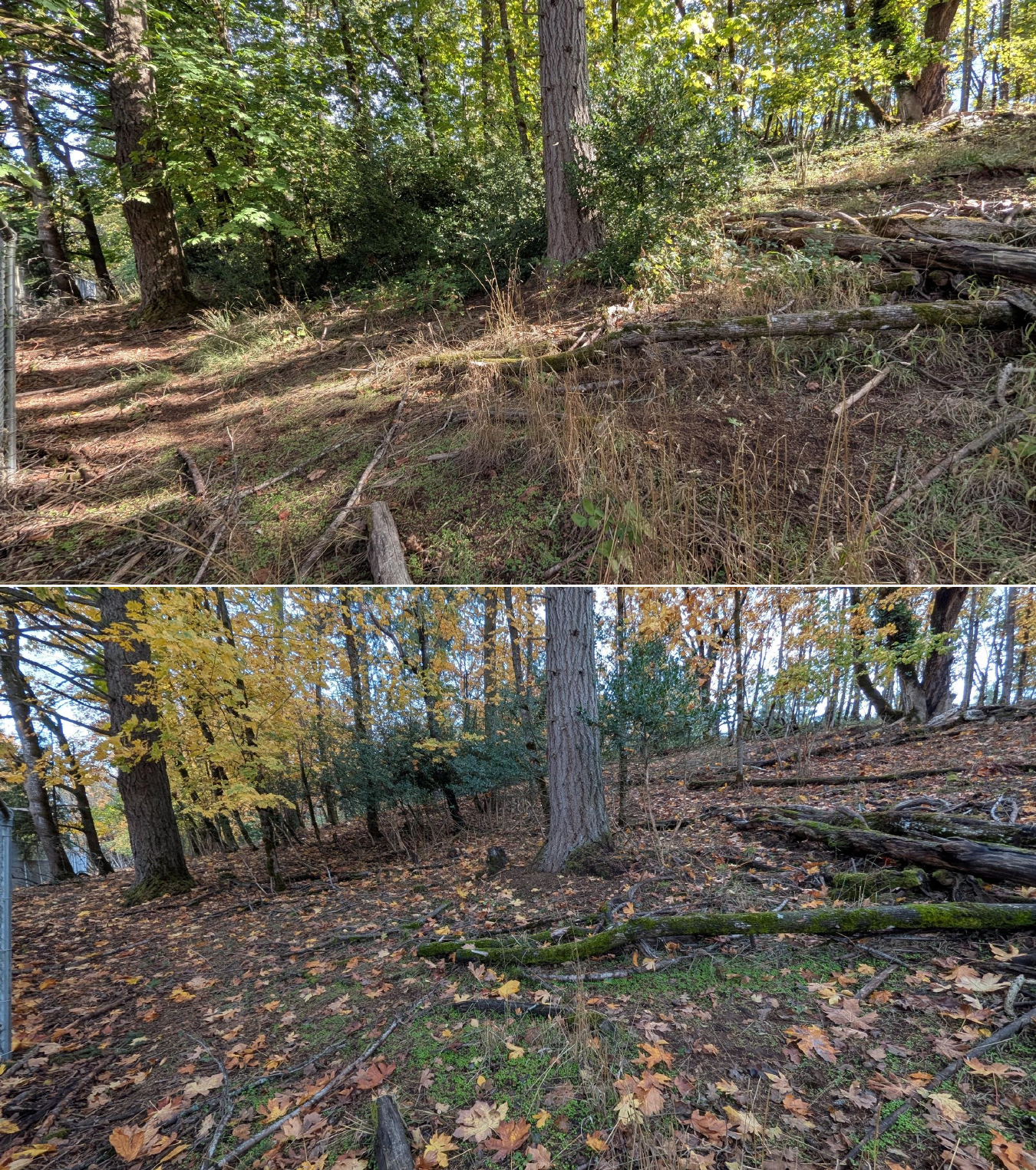 Before and after goat grazing in Lane County, Oregon, 10/16/25, photo 14