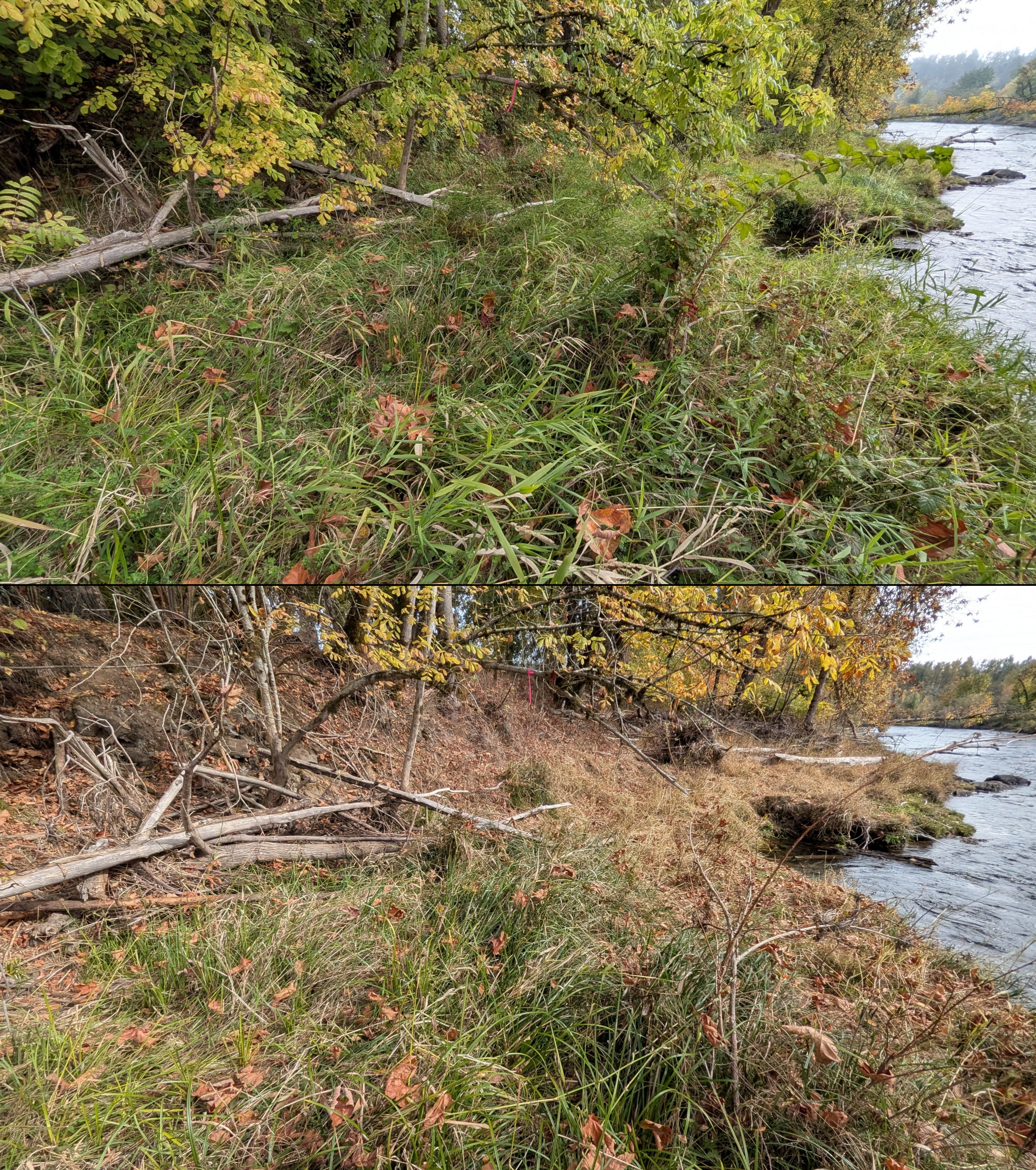 Before and after goat grazing in Lane County, Oregon, 08/27/26, photo 96