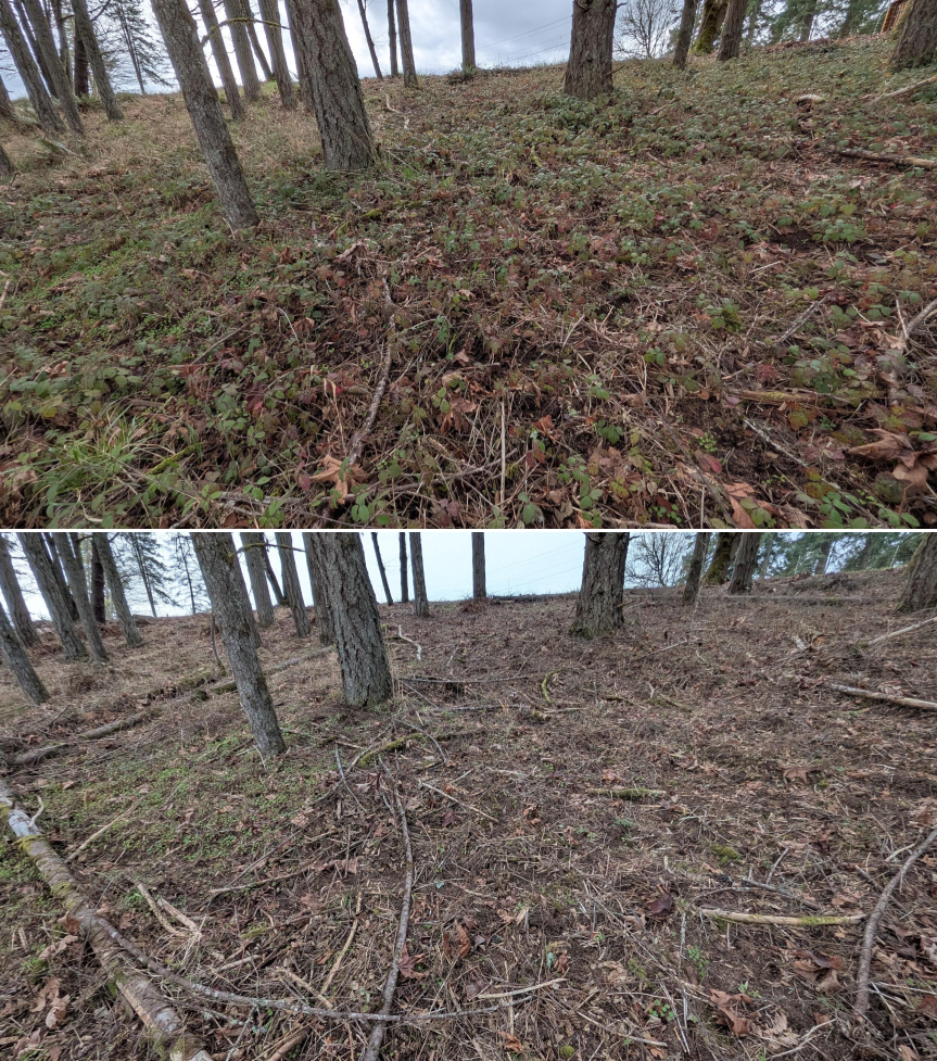 Goat grazing before and after in Springfield, Oregon, 03/10/26, photo 7