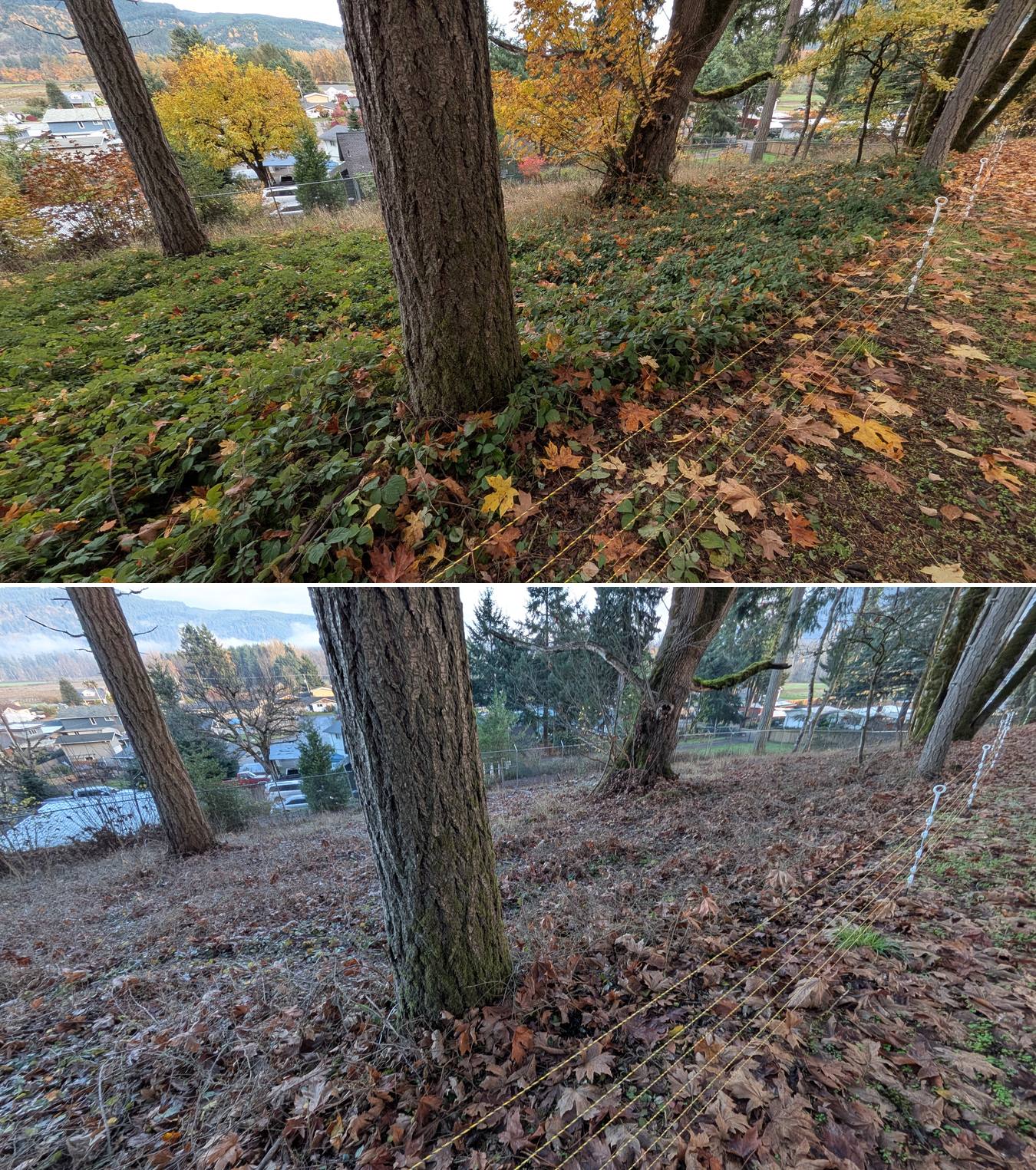 Before and after goat grazing in Lane County, Oregon, 11/01/25, photo 28