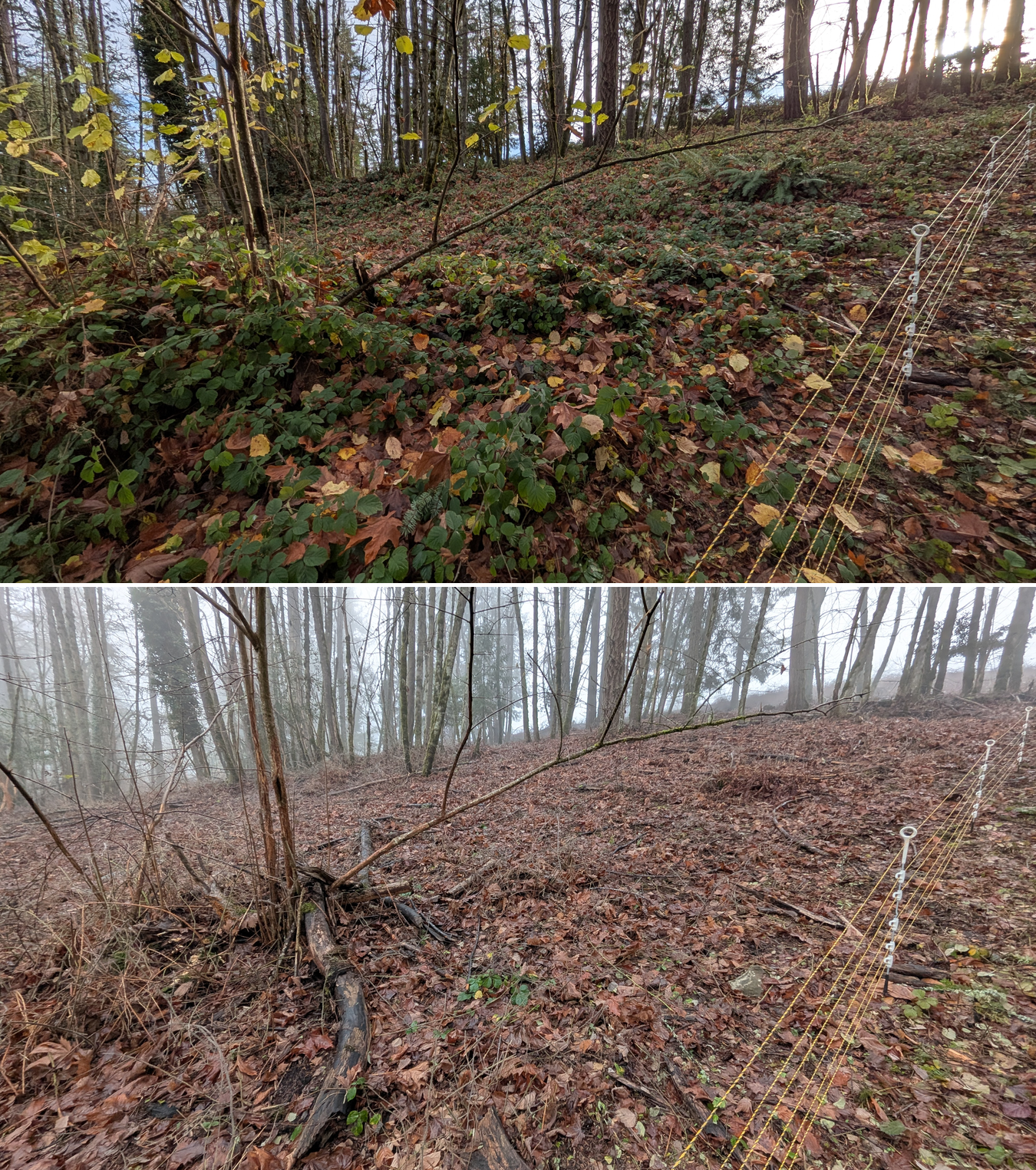 Goat grazing before and after in Springfield, Oregon, 12/01/25, photo 23