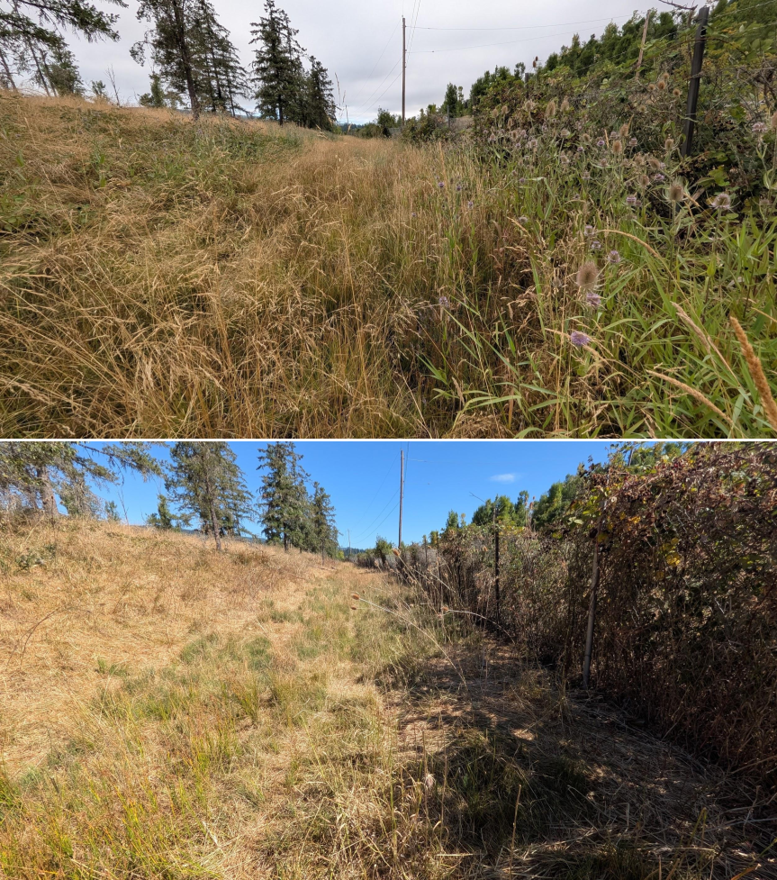 Goat grazing before and after in Springfield, Oregon, 07/21/26, photo 17