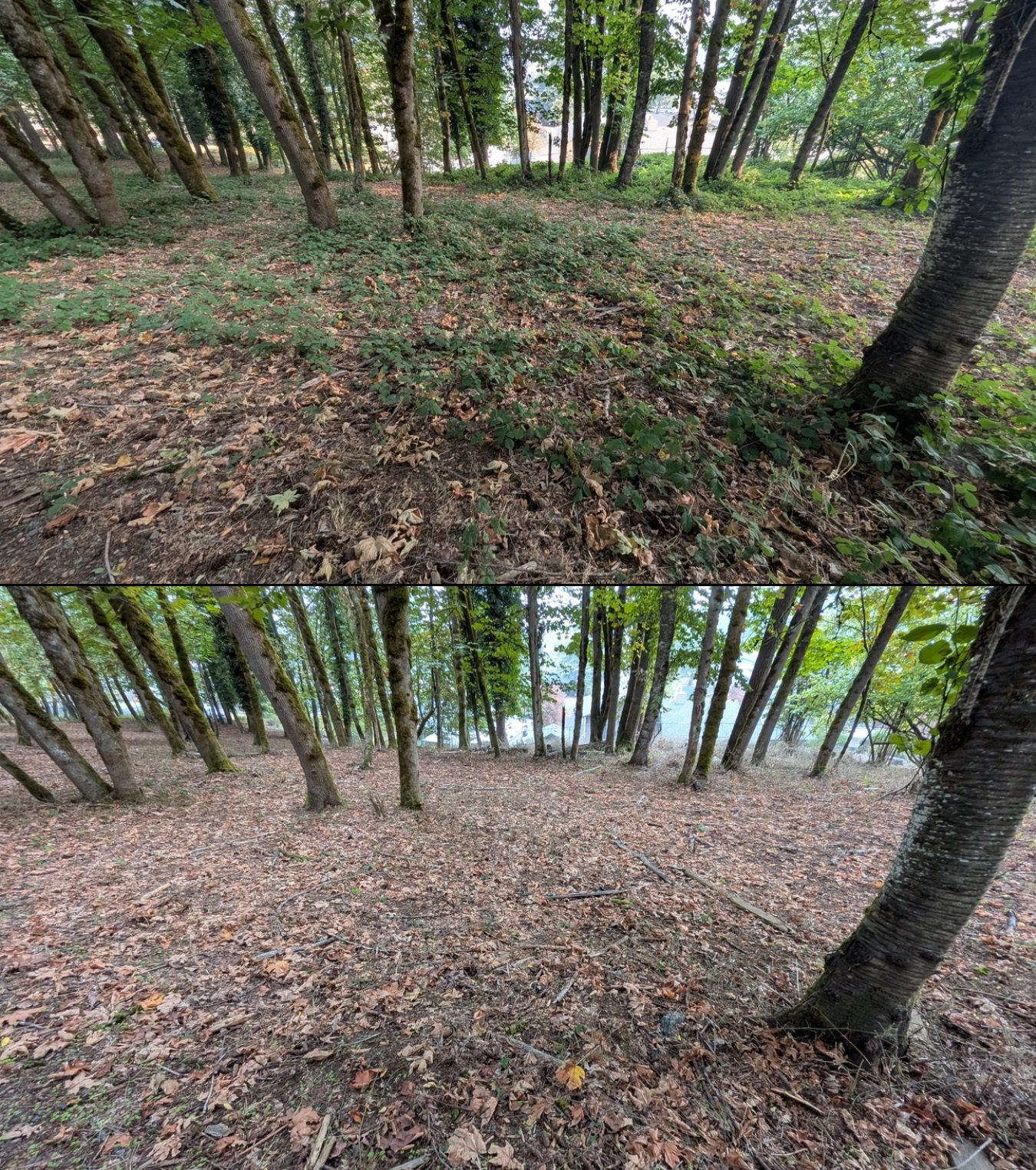 Goat grazing before and after in Springfield, Oregon, 08/05/26, photo 7