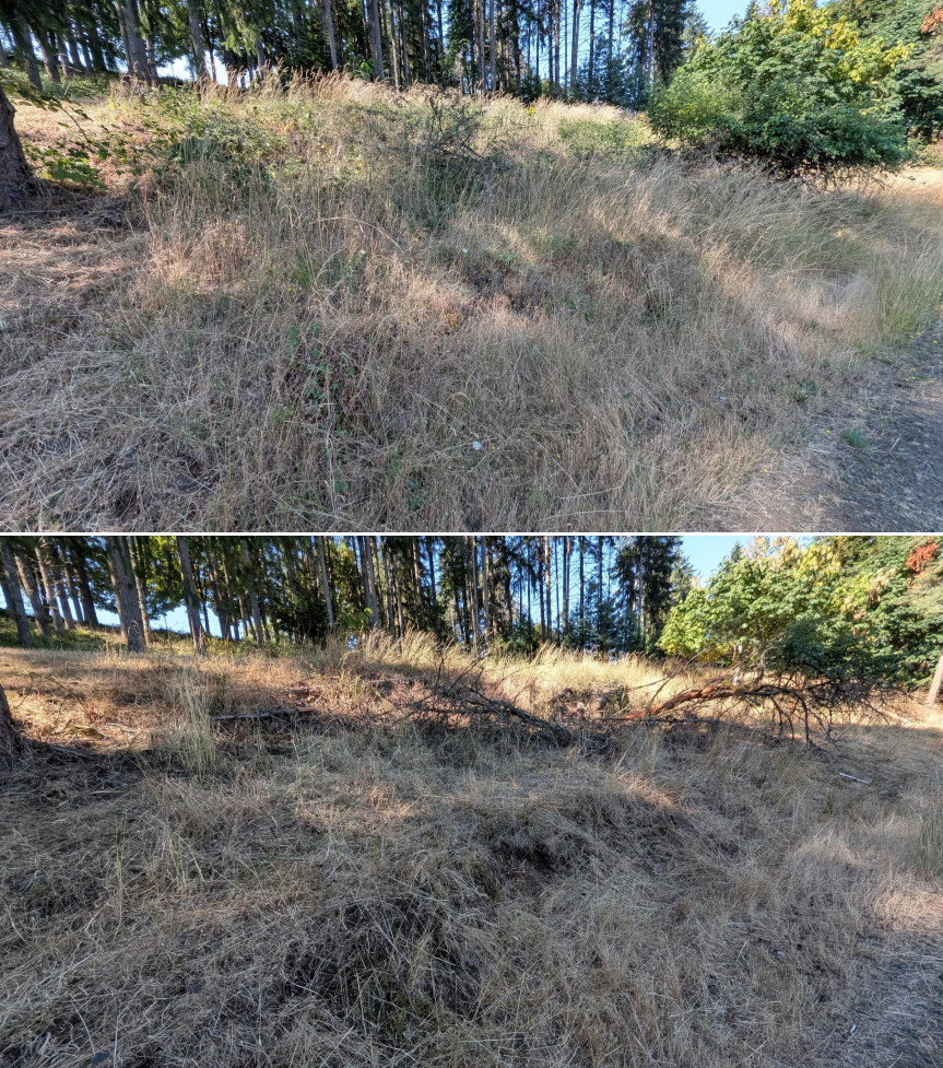 Goat grazing before and after in Springfield, Oregon, 07/14/26, photo 7