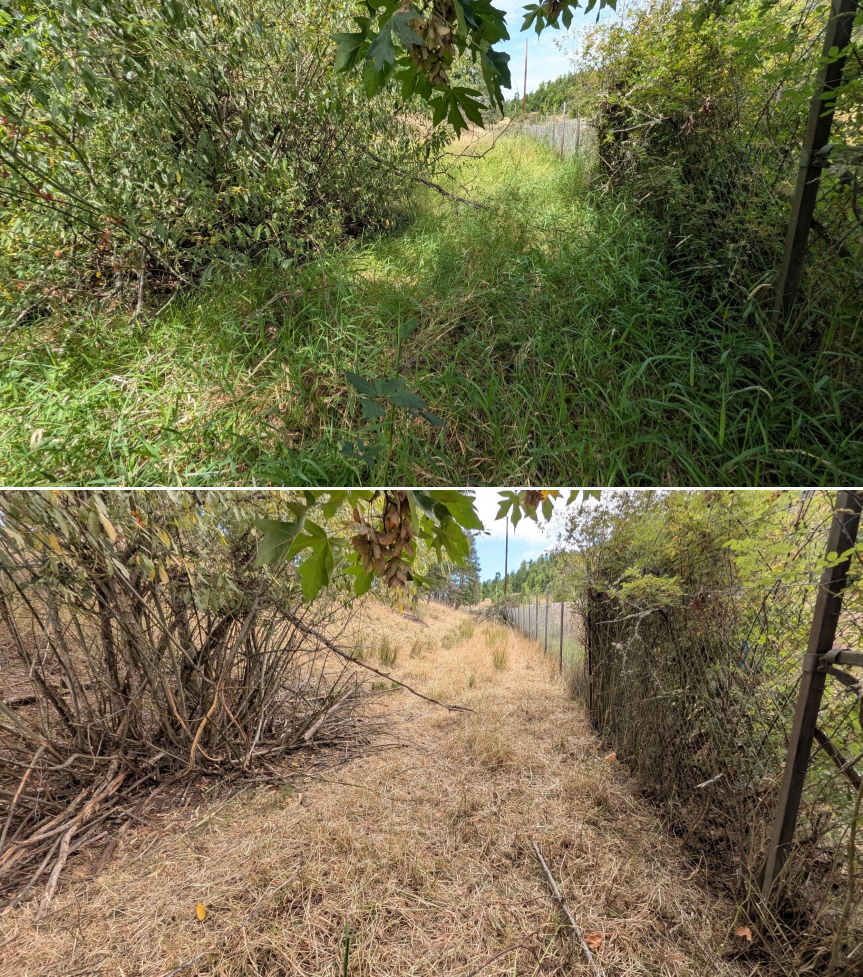 Goat grazing before and after in Springfield, Oregon, 07/21/26, photo 5