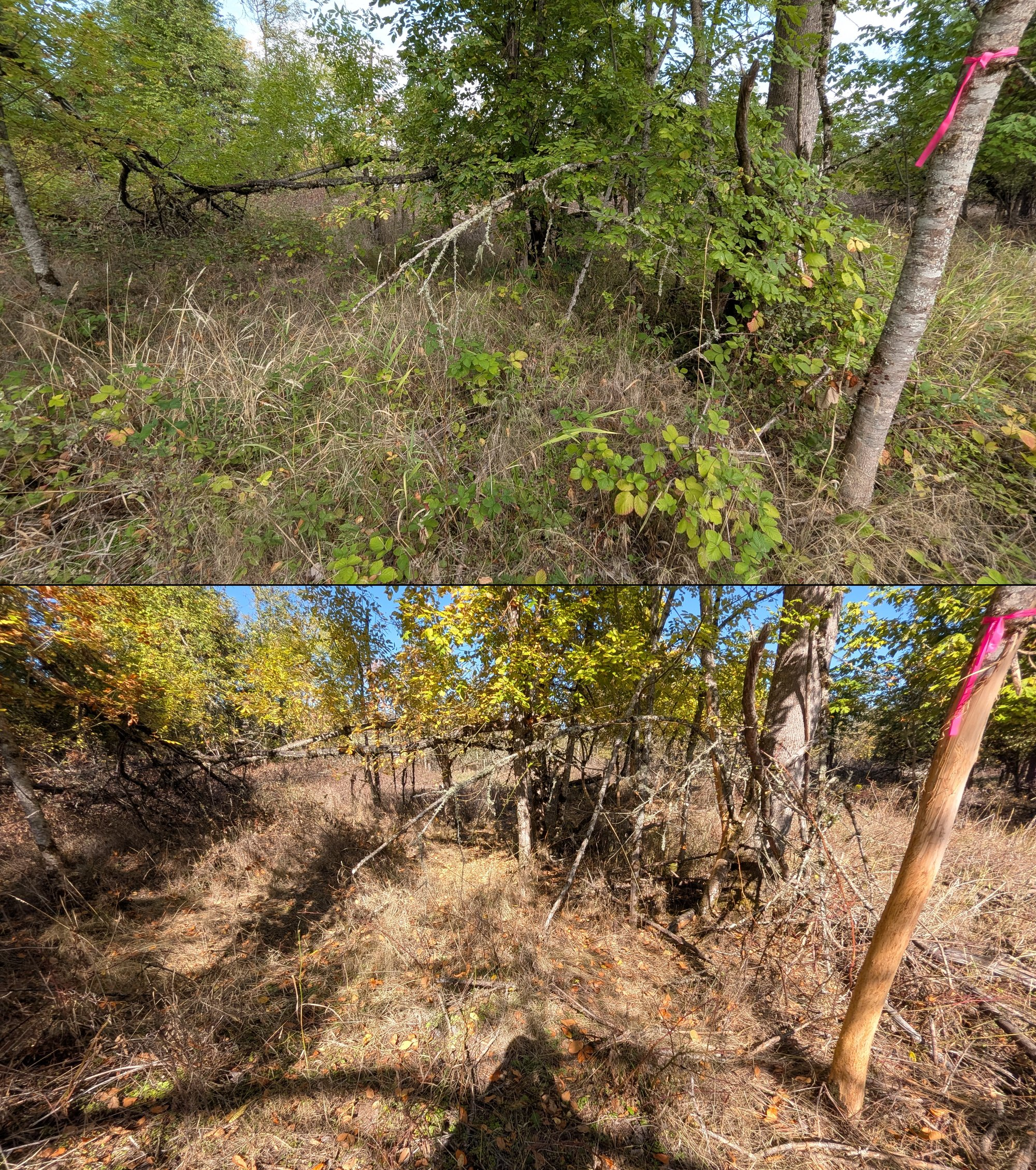 Goat grazing before and after in Springfield, Oregon, 08/27/26, photo 65